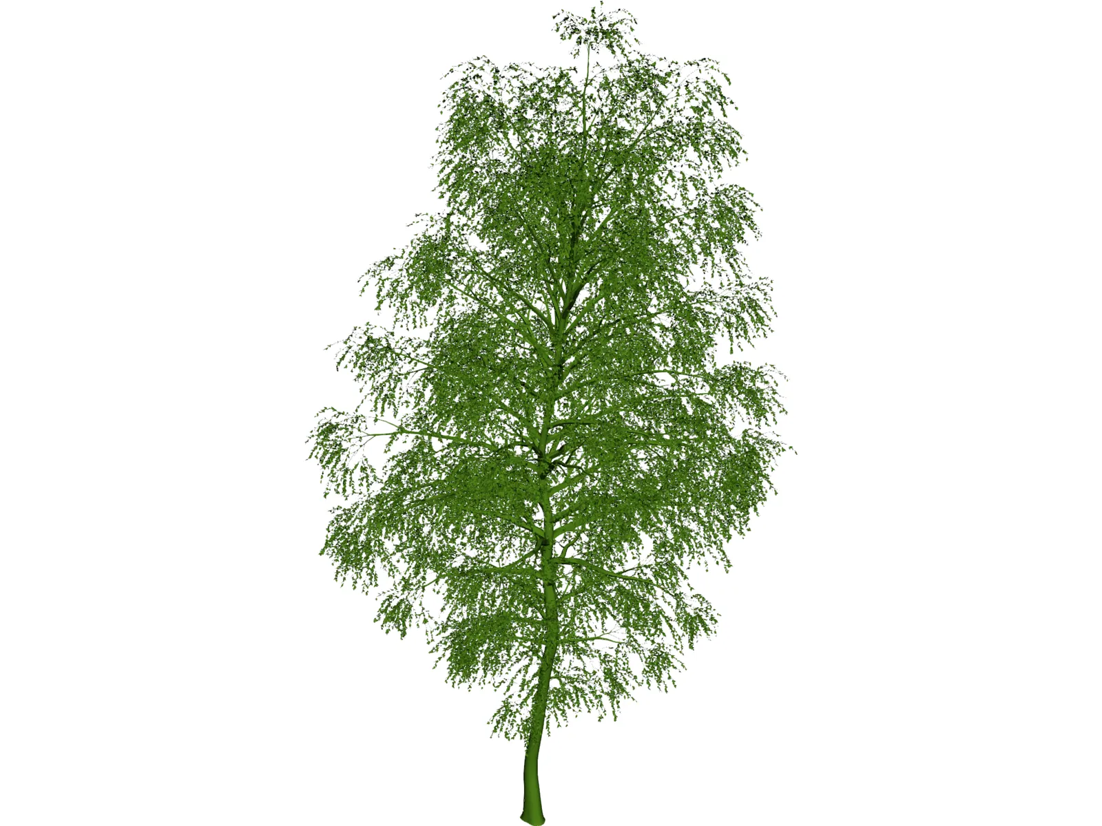 Birch Tree 3D Model