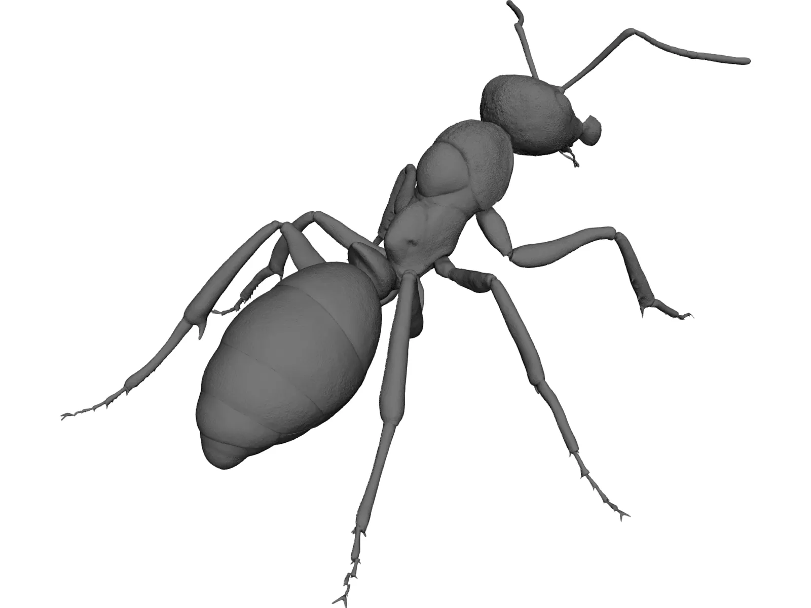 Ant 3D Model