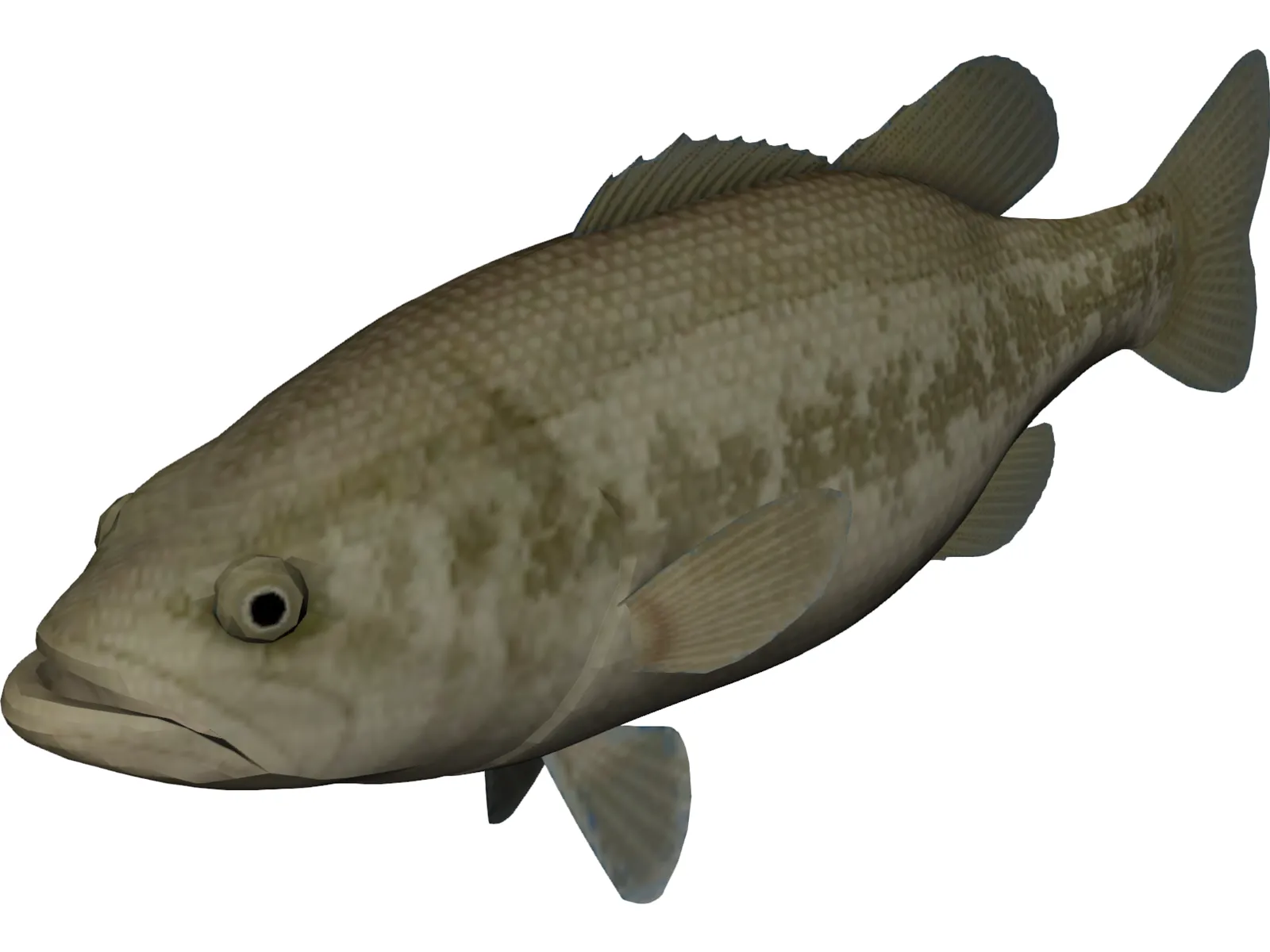 Florida Largemouth Bass 3D Model