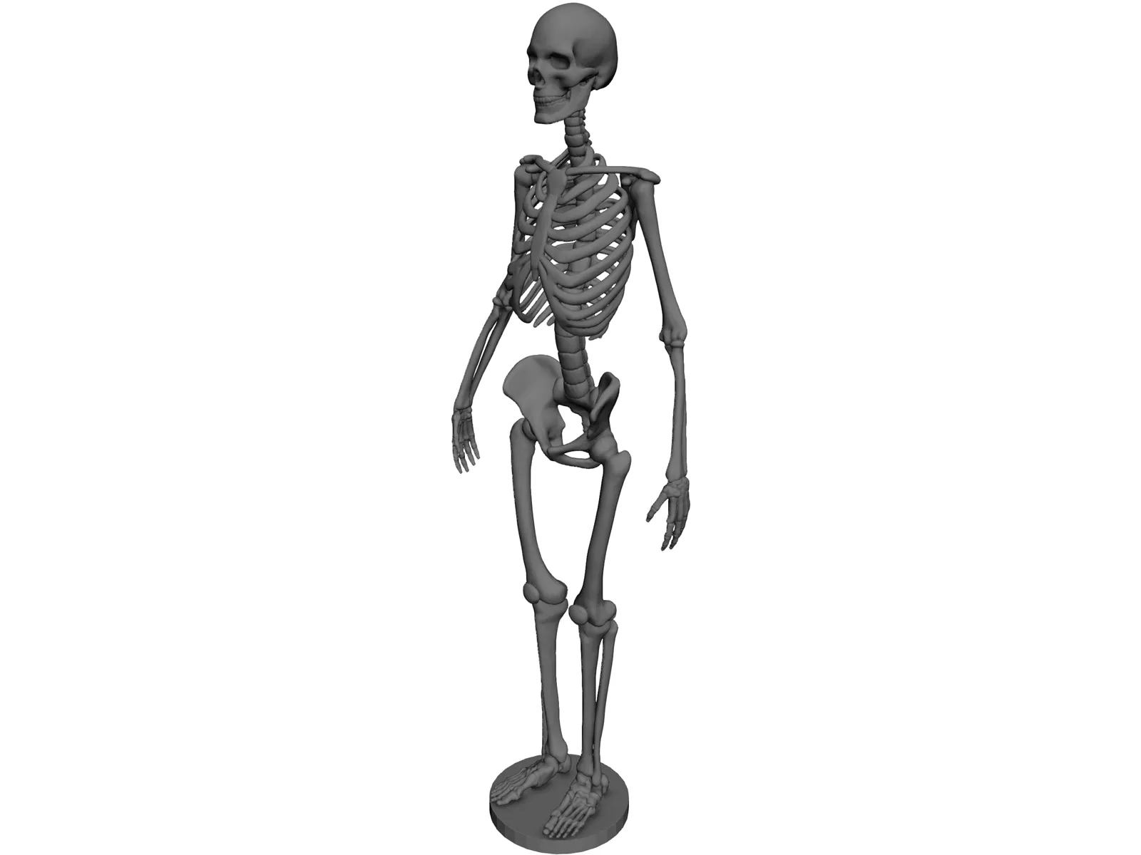 Human Skeleton 3D Model