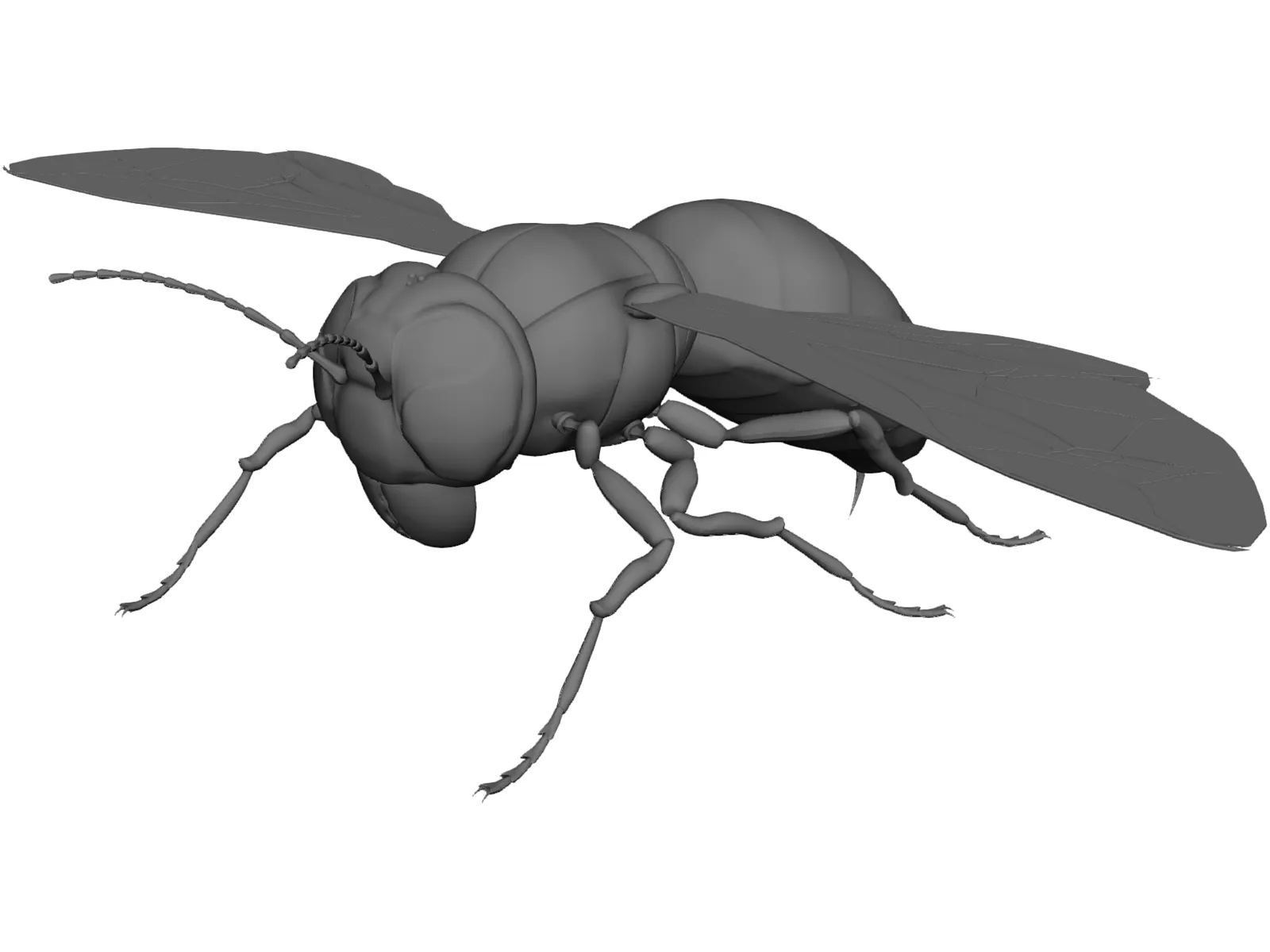 Hornet 3D Model