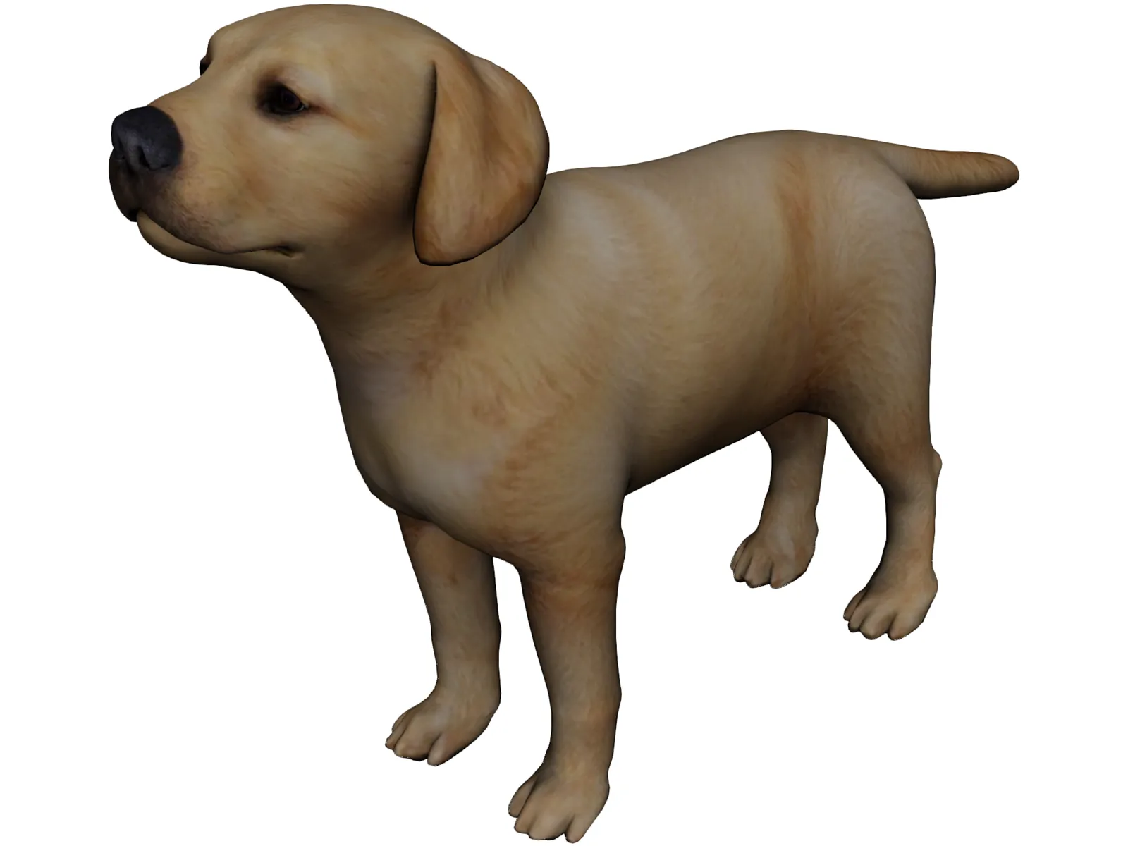 Dog 3D Model