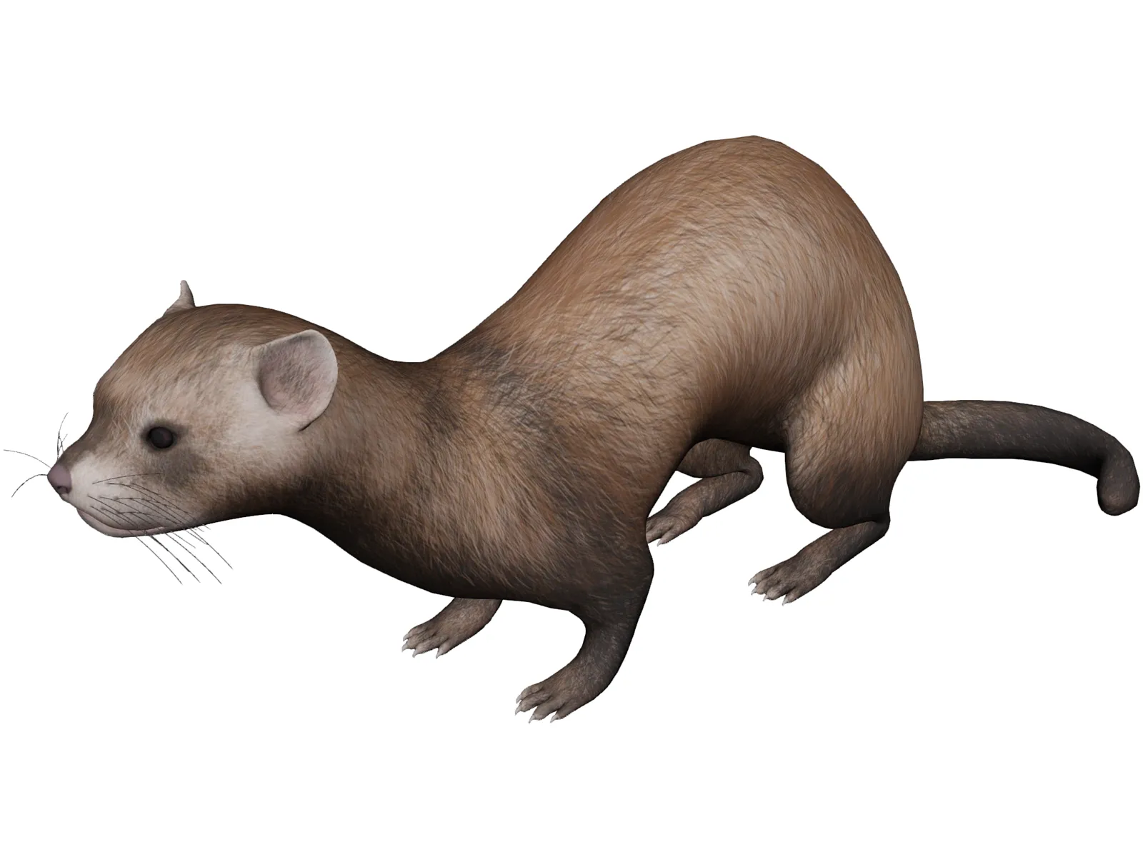 Ferret 3D Model