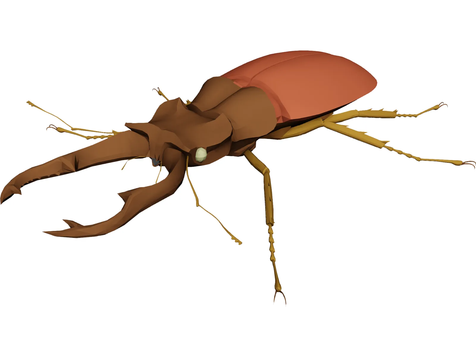 Beetle 3D Model