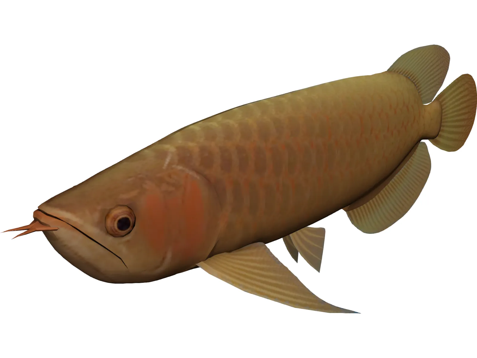 Asia Arowana 3D Model