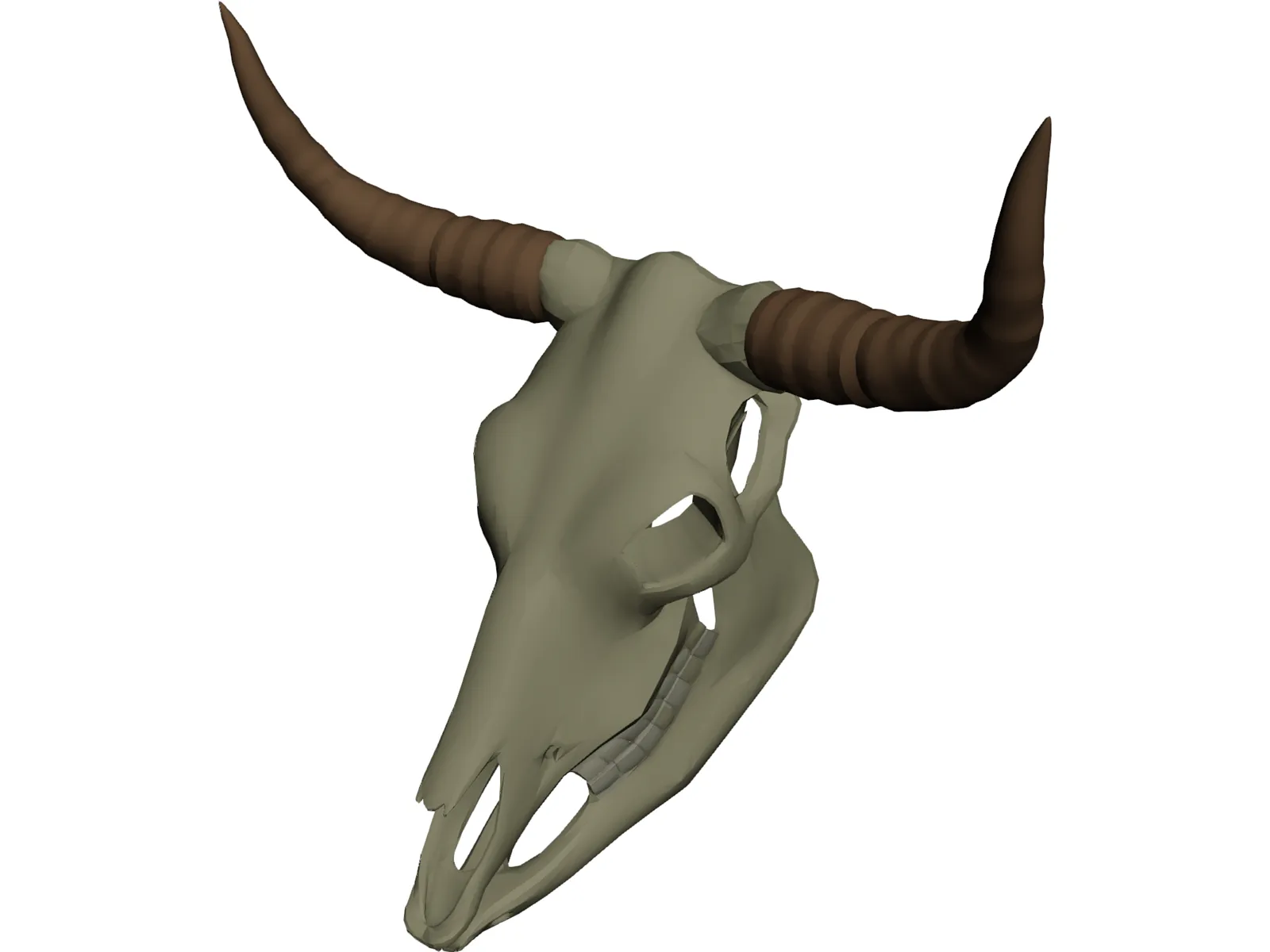 Cow Scull 3D Model