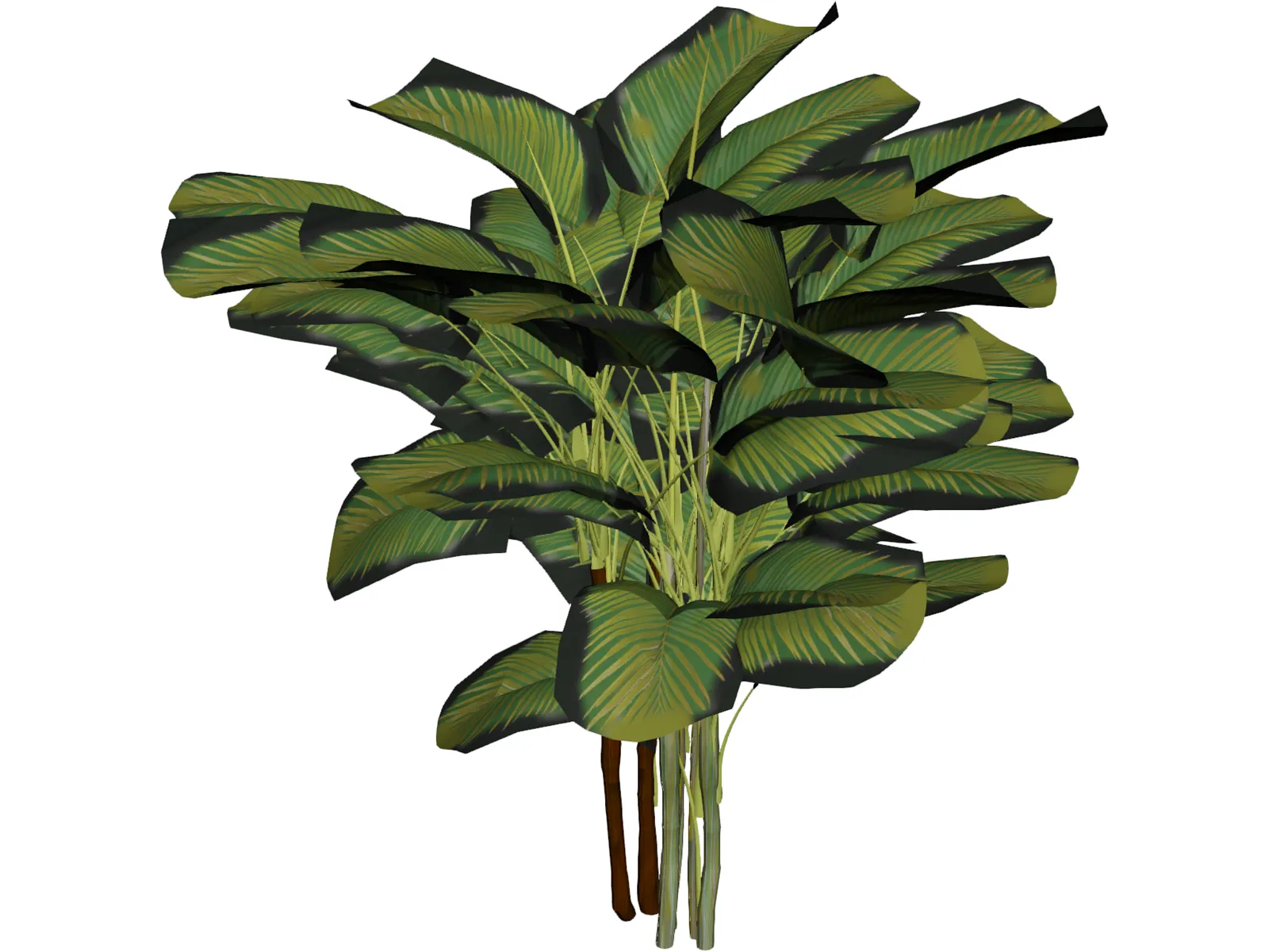 Bamboo Palm 3D Model