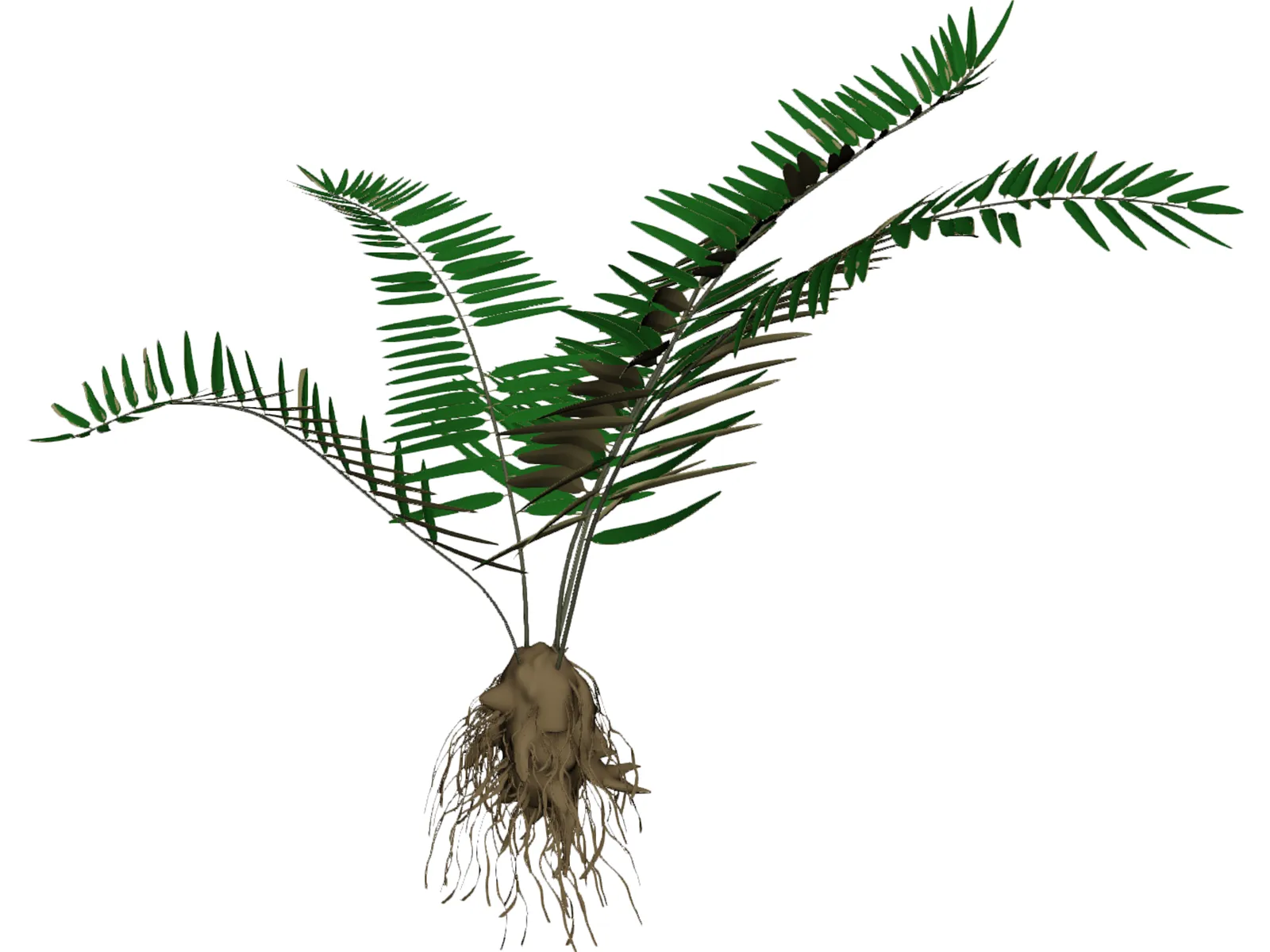 Sword Fern 3D Model