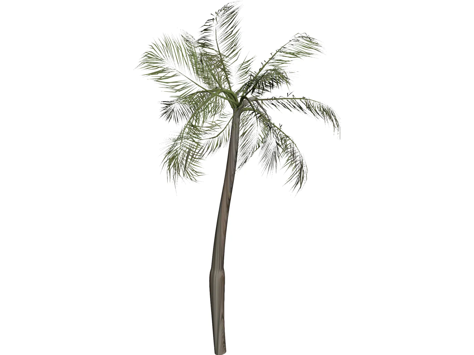 Palm Tree 3D Model