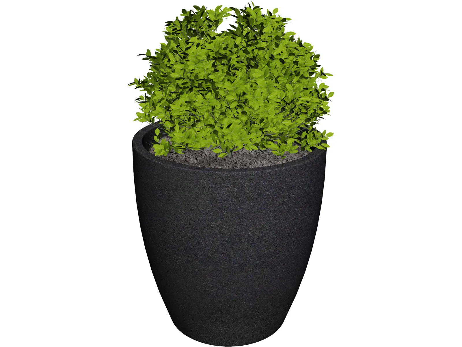 Boxwood Plant 3D Model