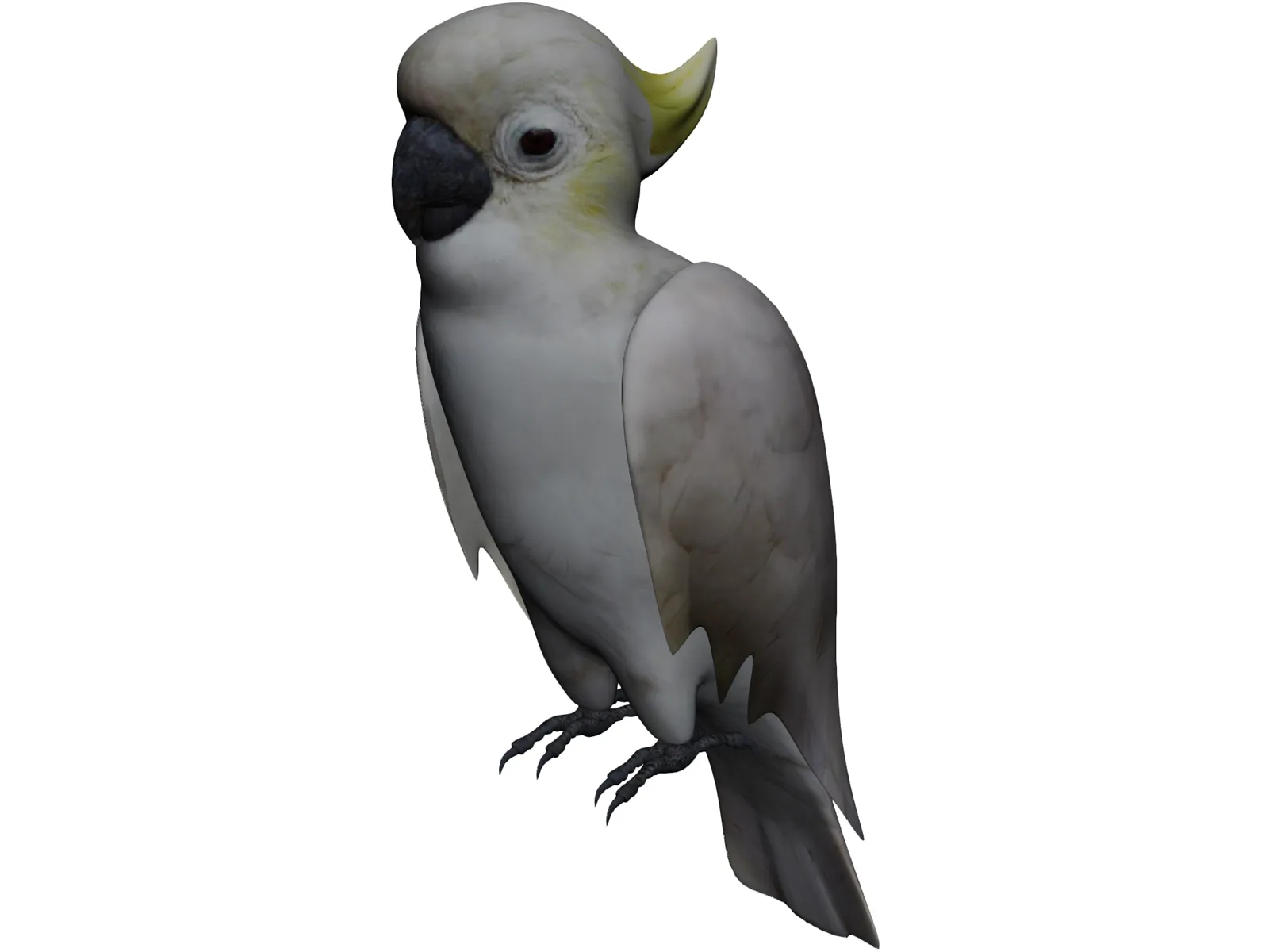 Parrot 3D Model