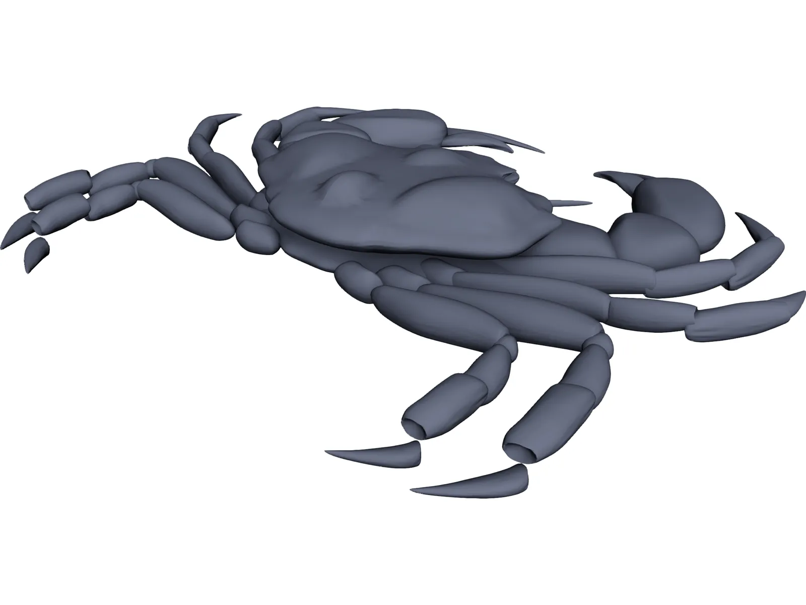 Harris Mud Crab 3D Model