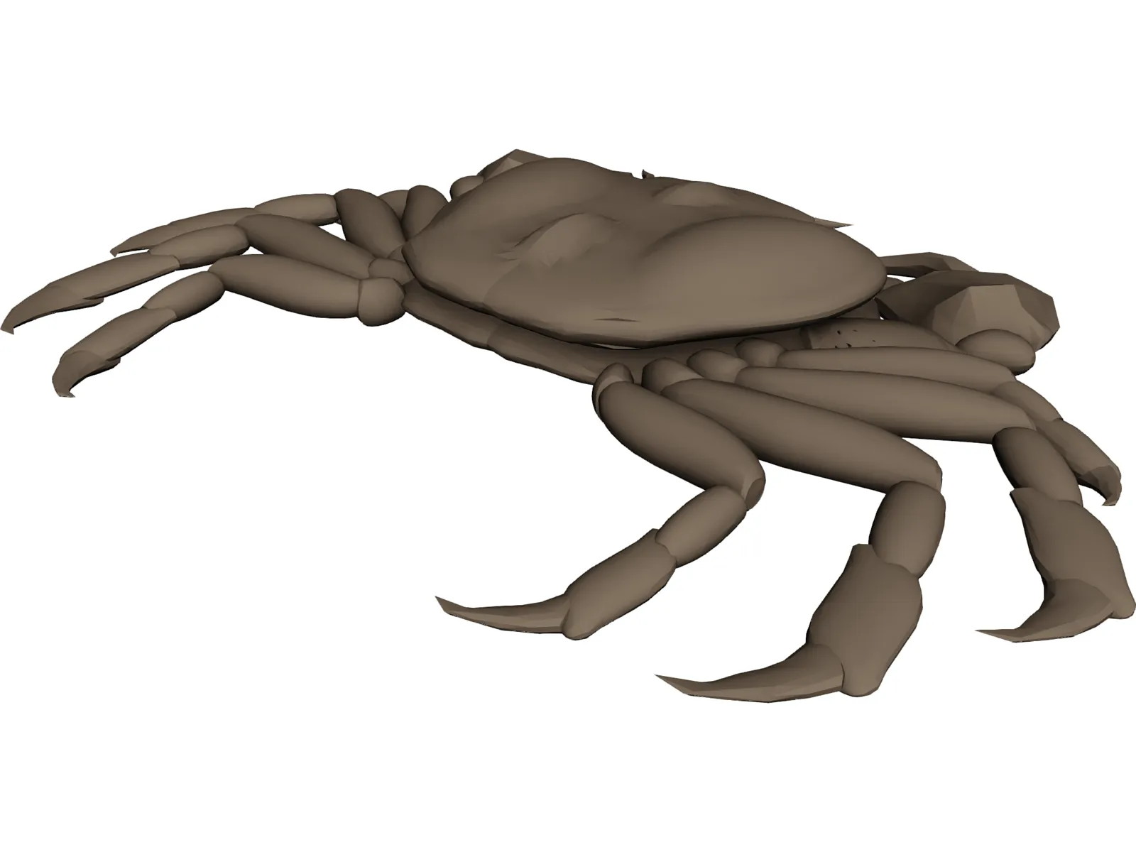 Asian Shore Crab 3D Model