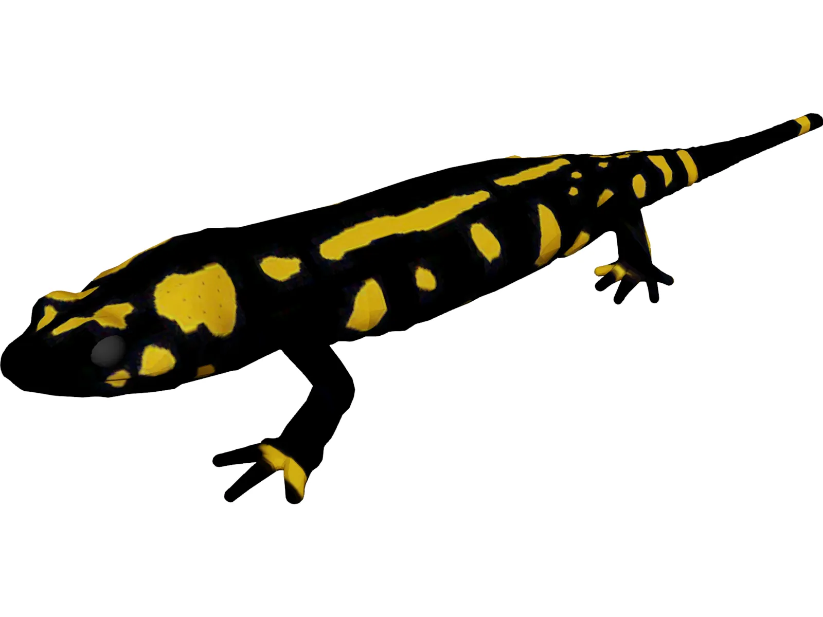 Salamandra 3D Model