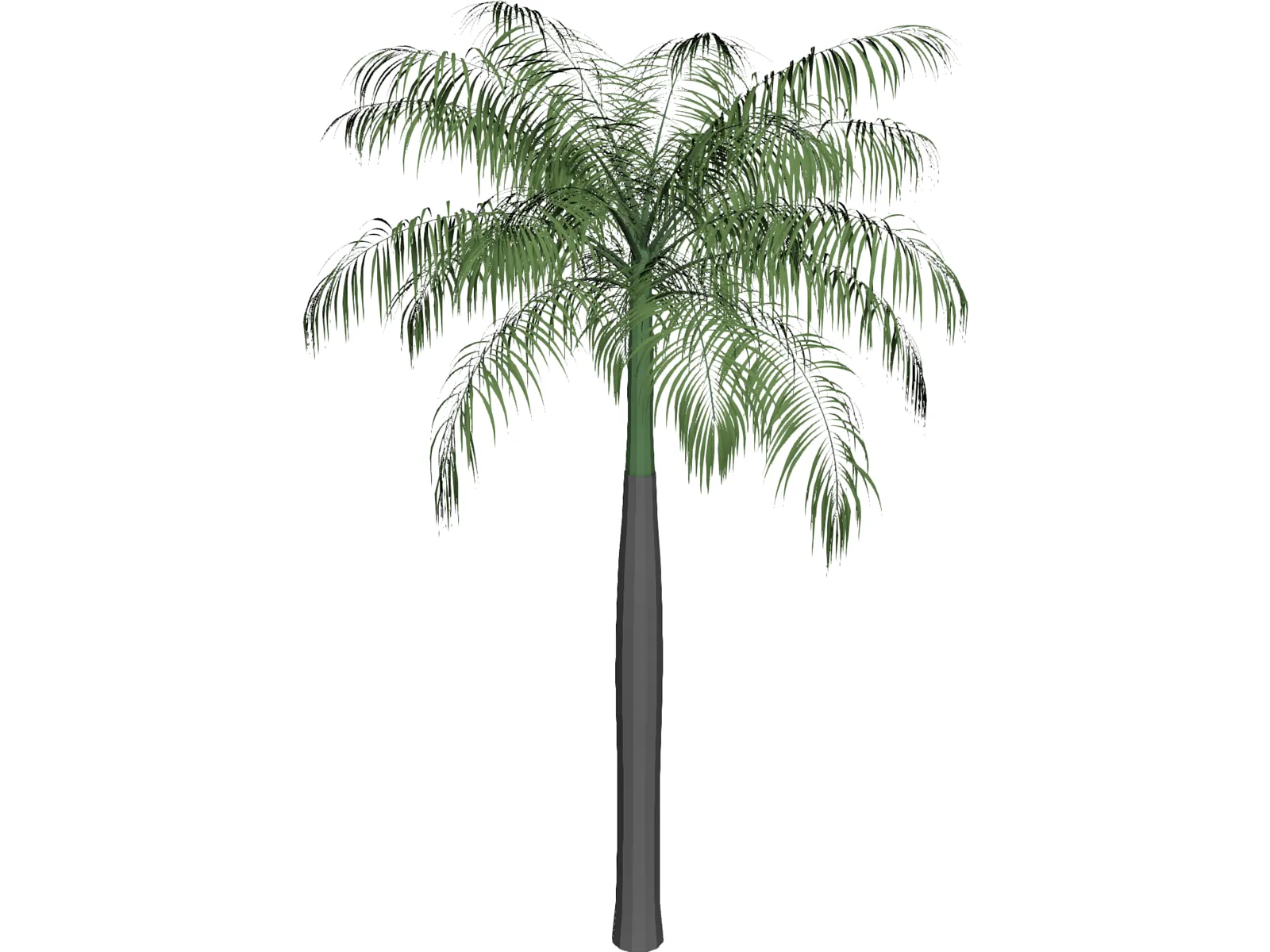 Palm Tree (Royal Palm) 3D Model