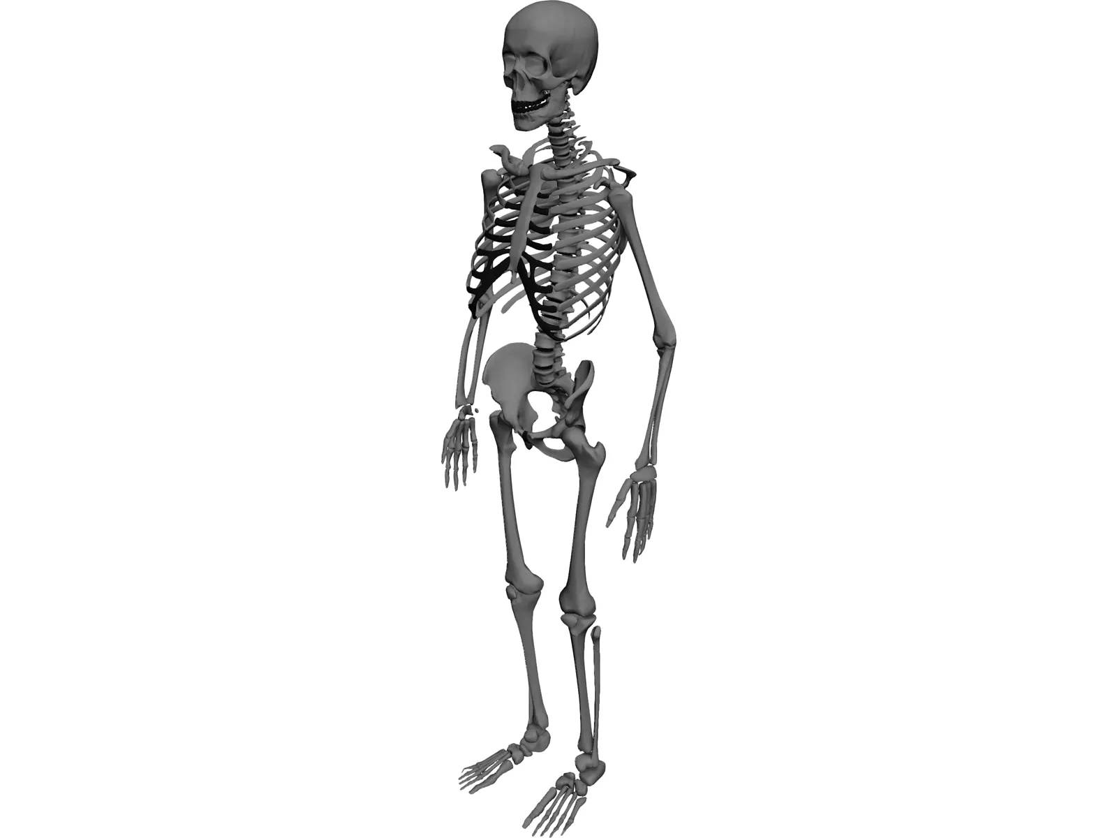 Skeleton 3D Model