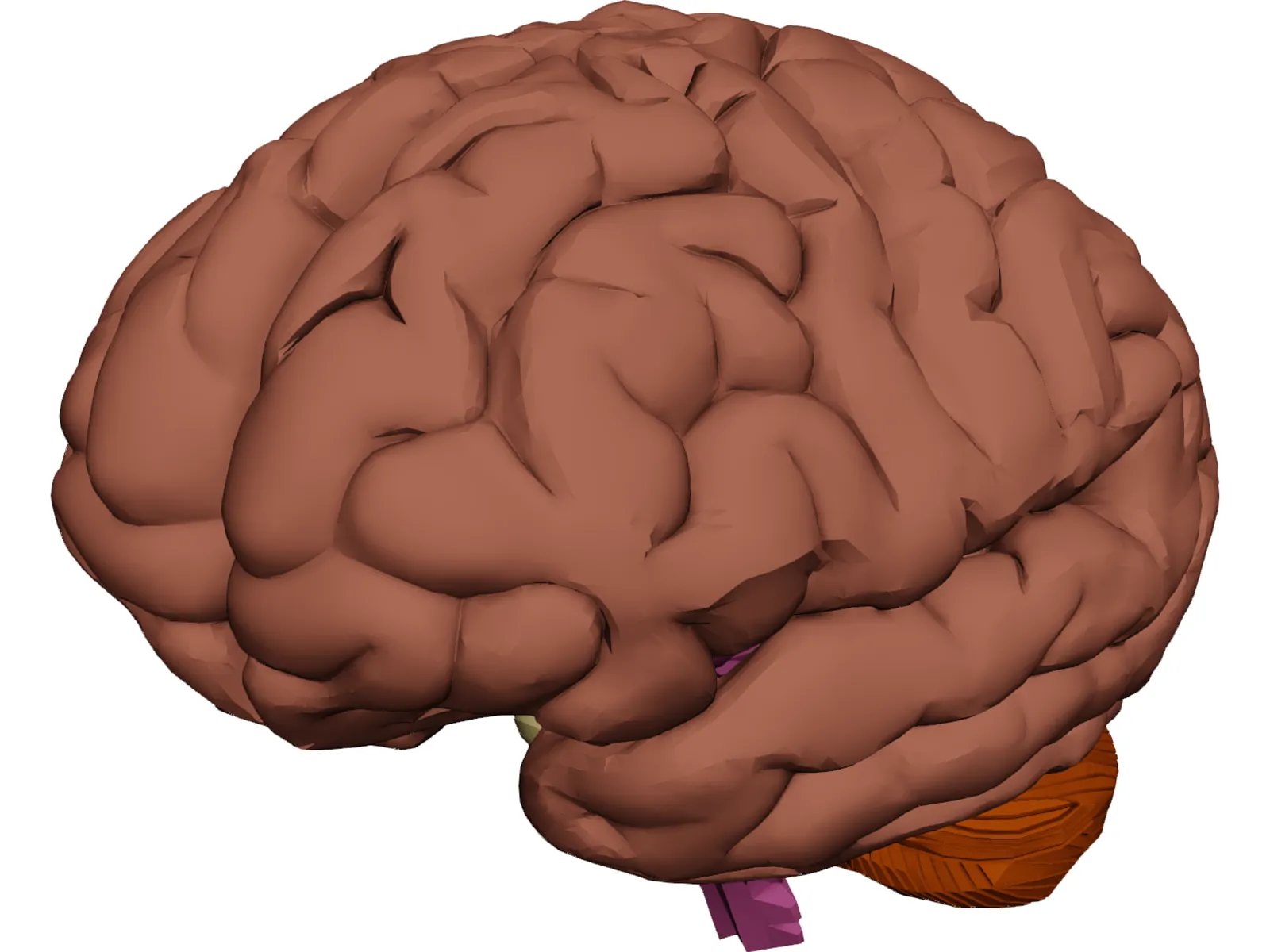 Brain 3D Model