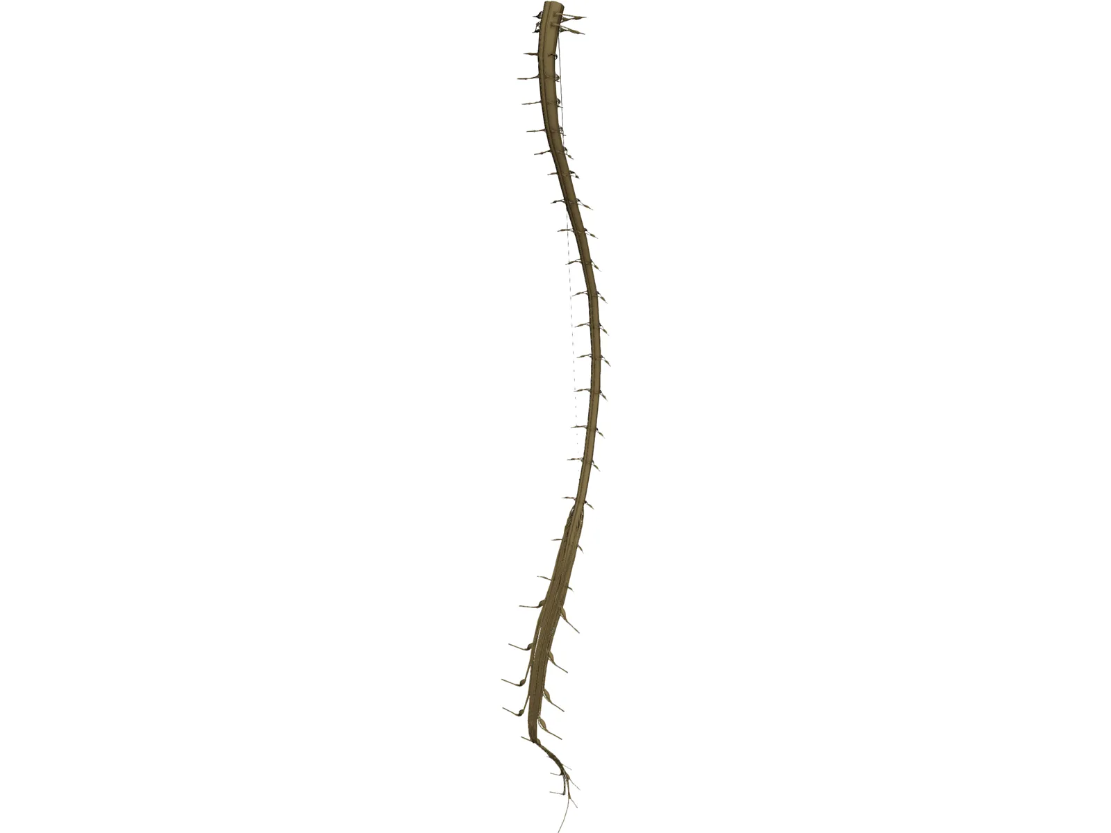 Spinal Cord 3D Model