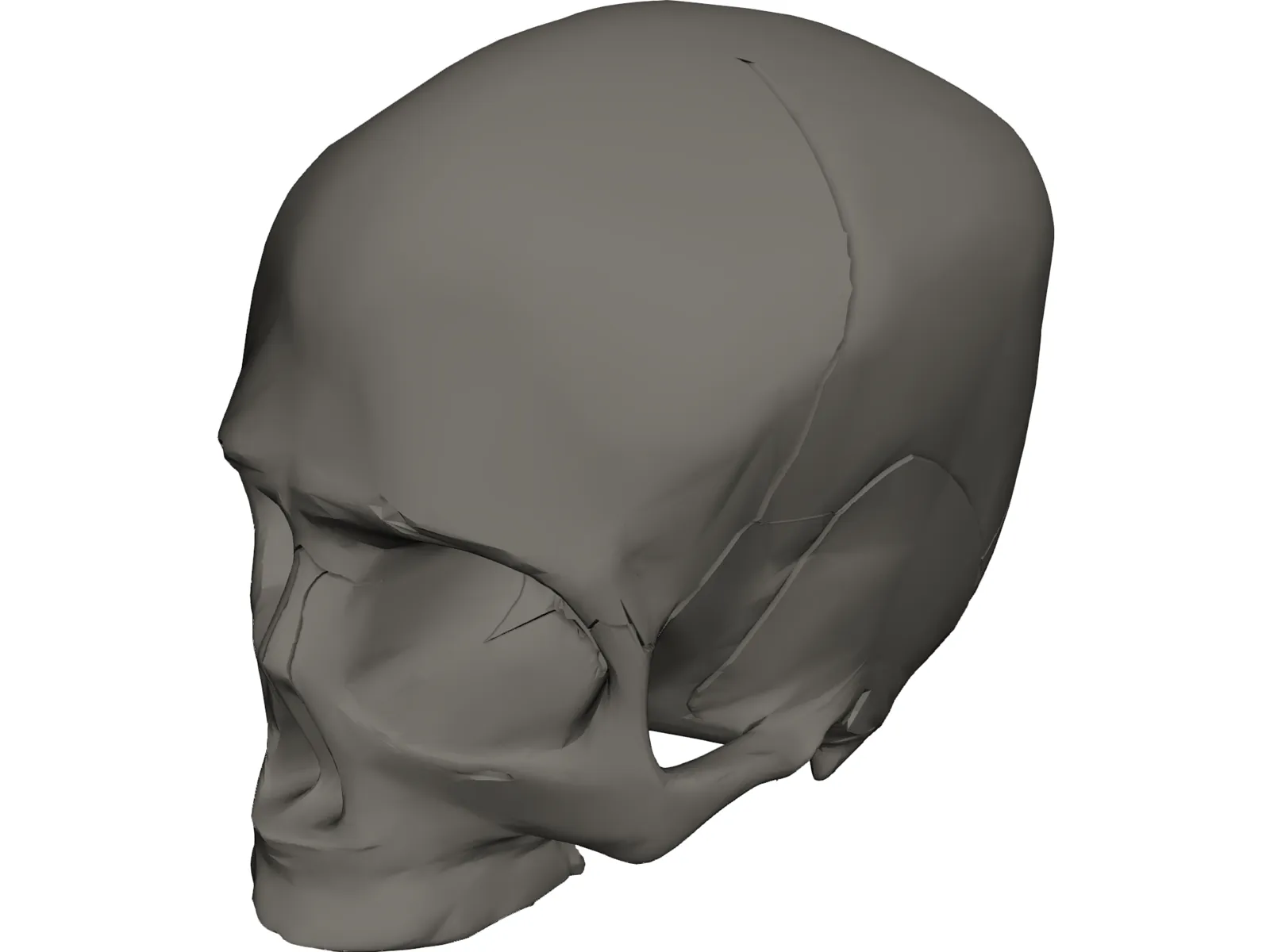 Skull Detailed 3D Model