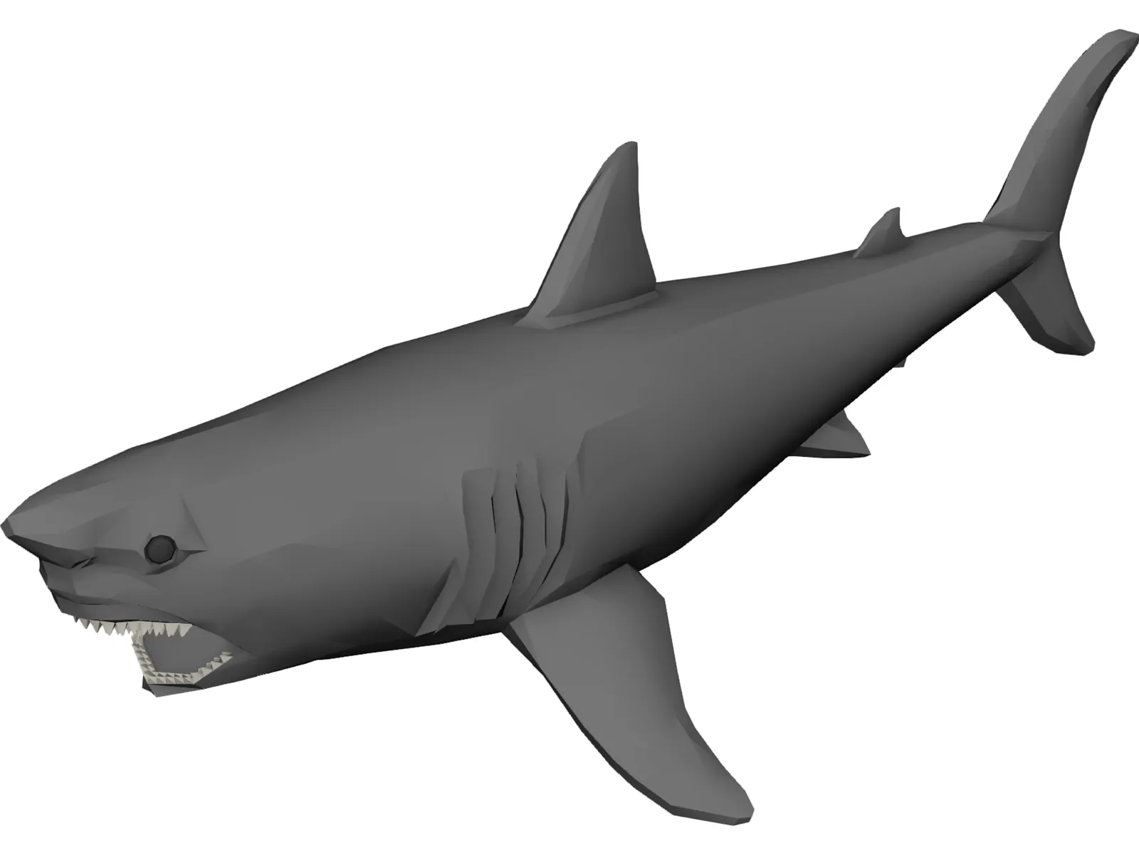 Shark Great White 3D Model