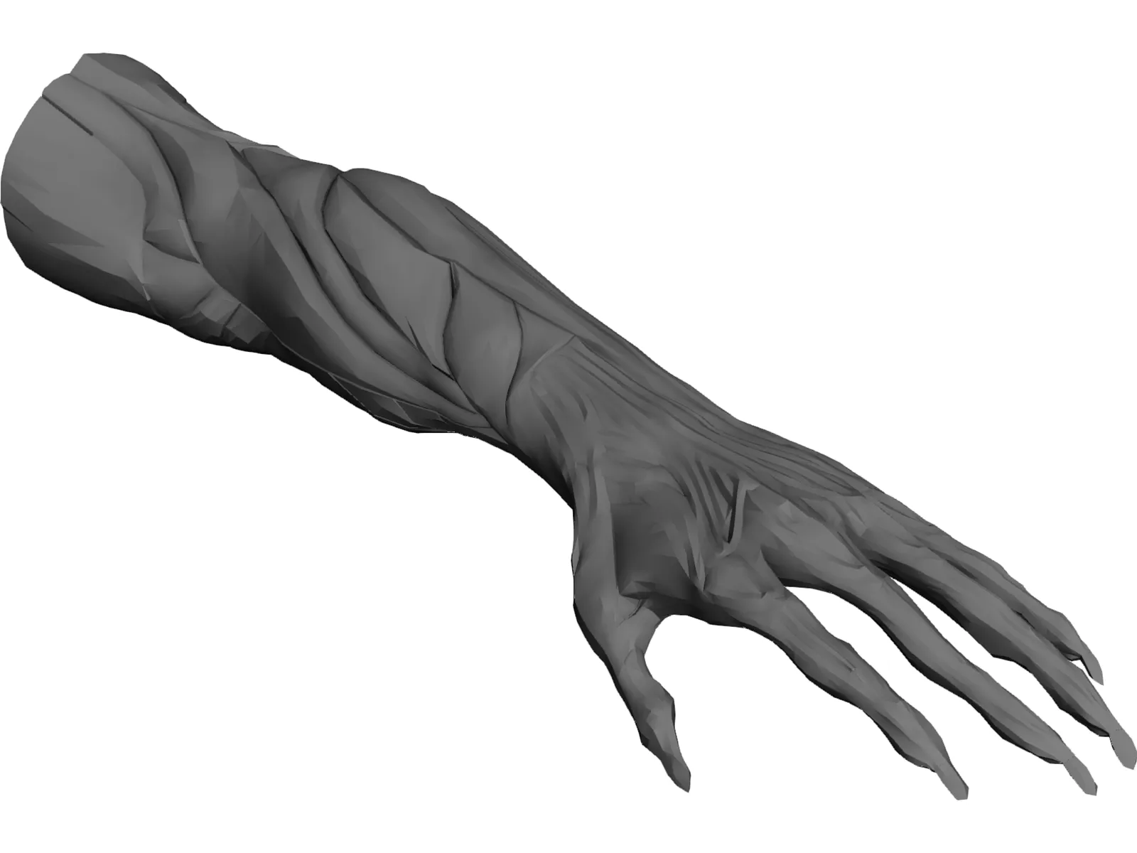 Arm Muscles 3D Model