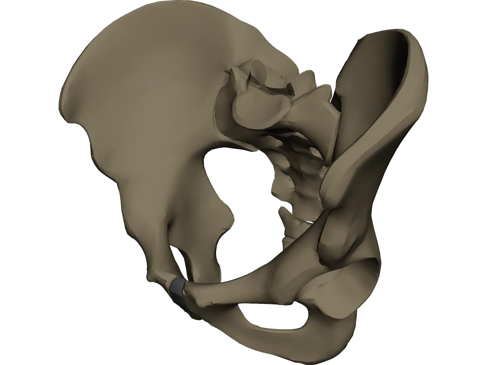 Pelvis Male 3D Model