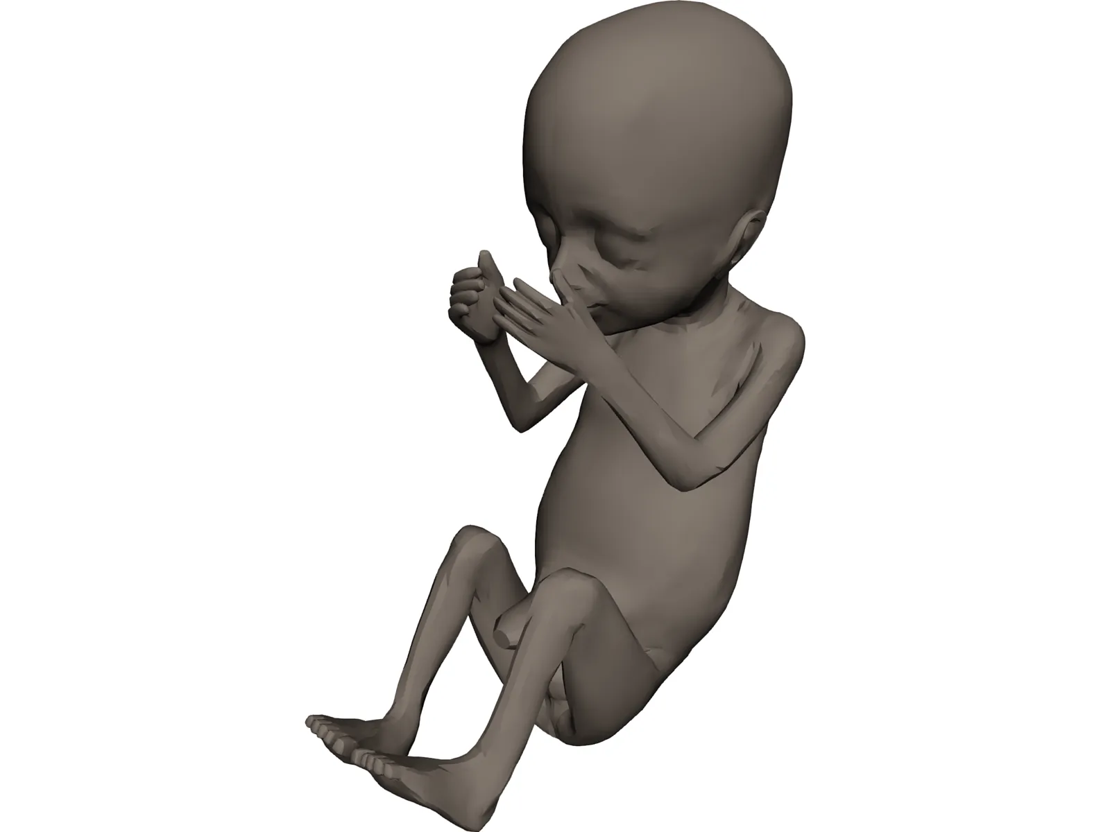 Fetus 20-Week 3D Model