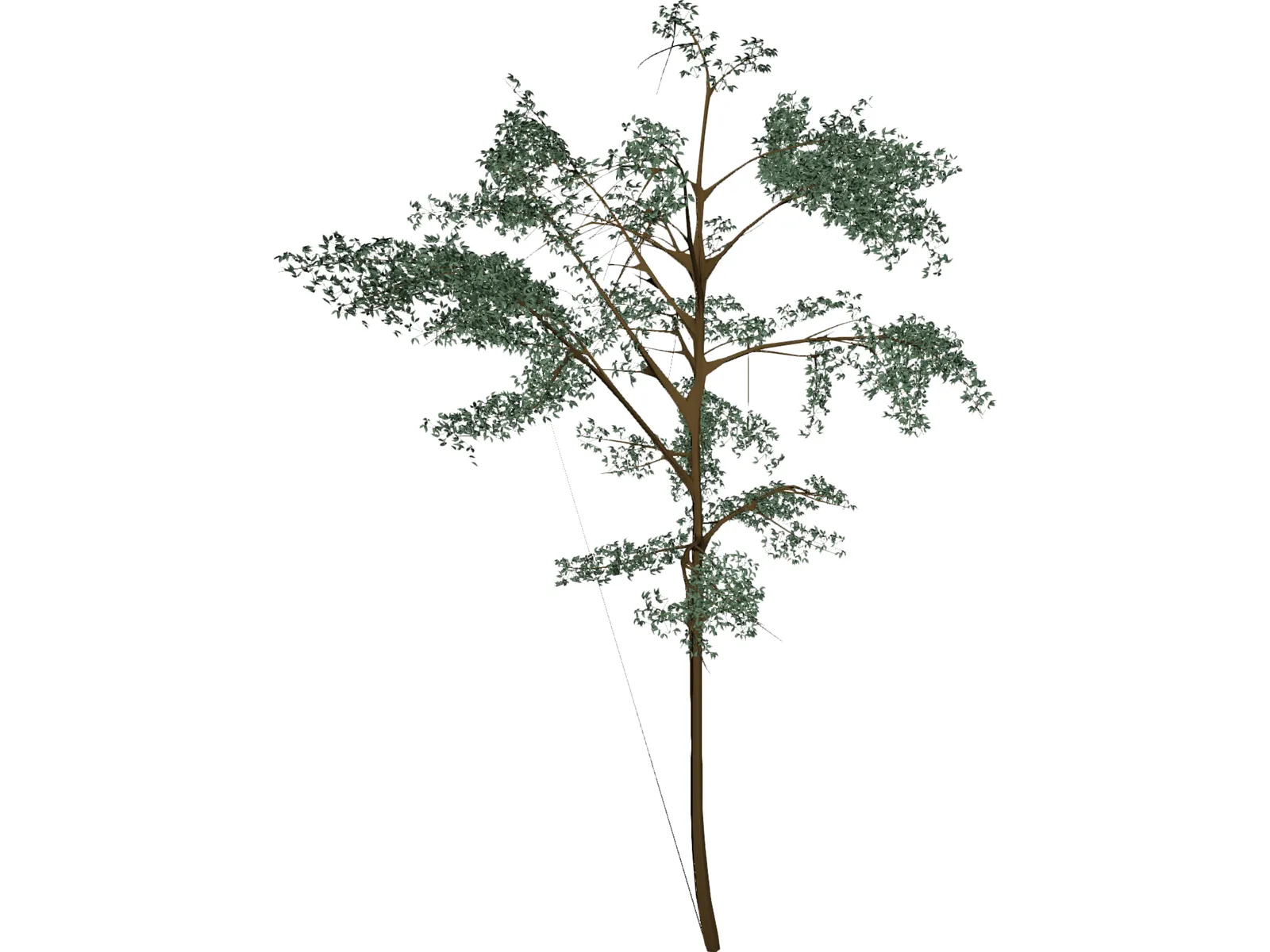 Acacia 3D Model