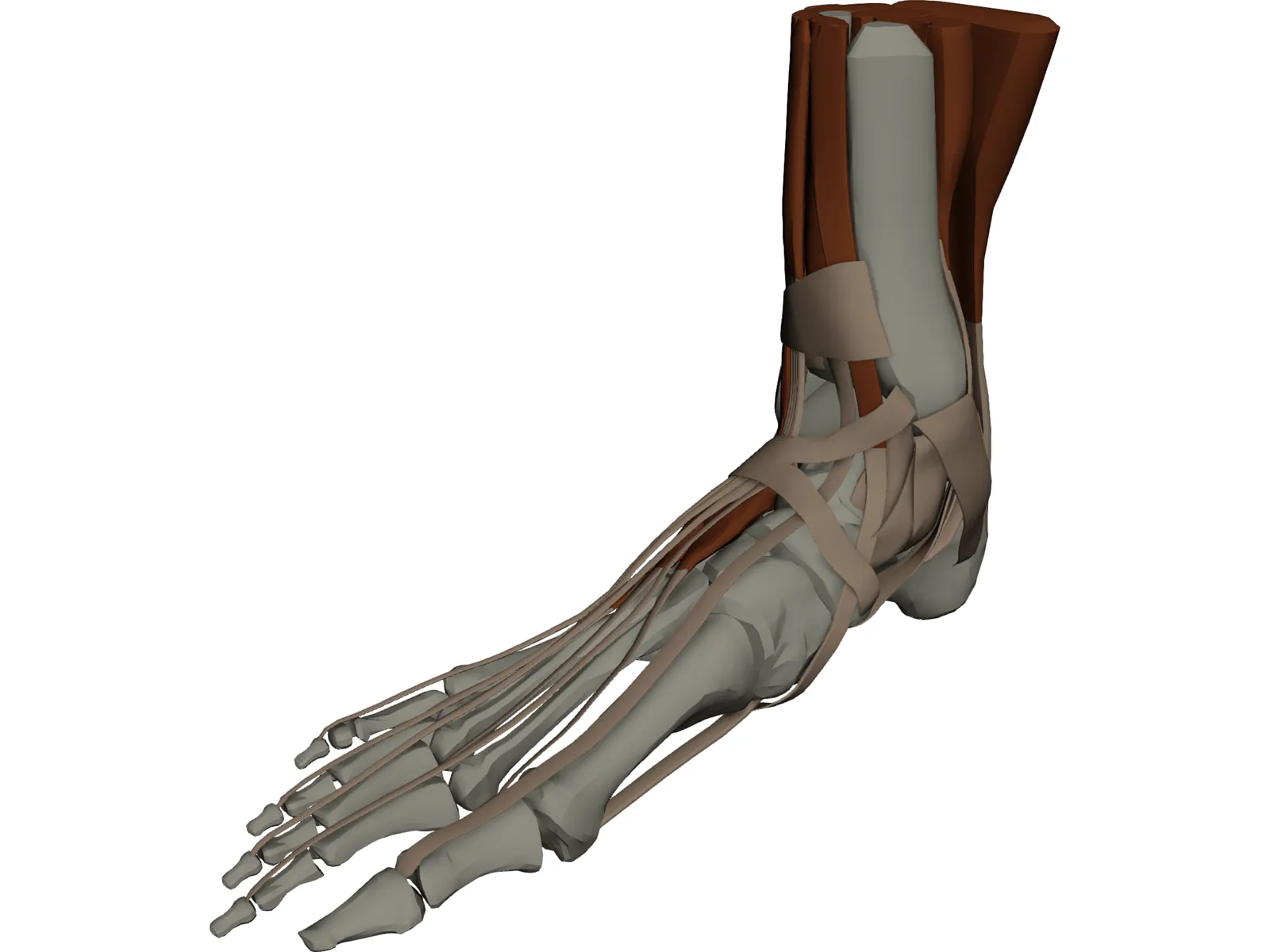 Ankle 3D Model