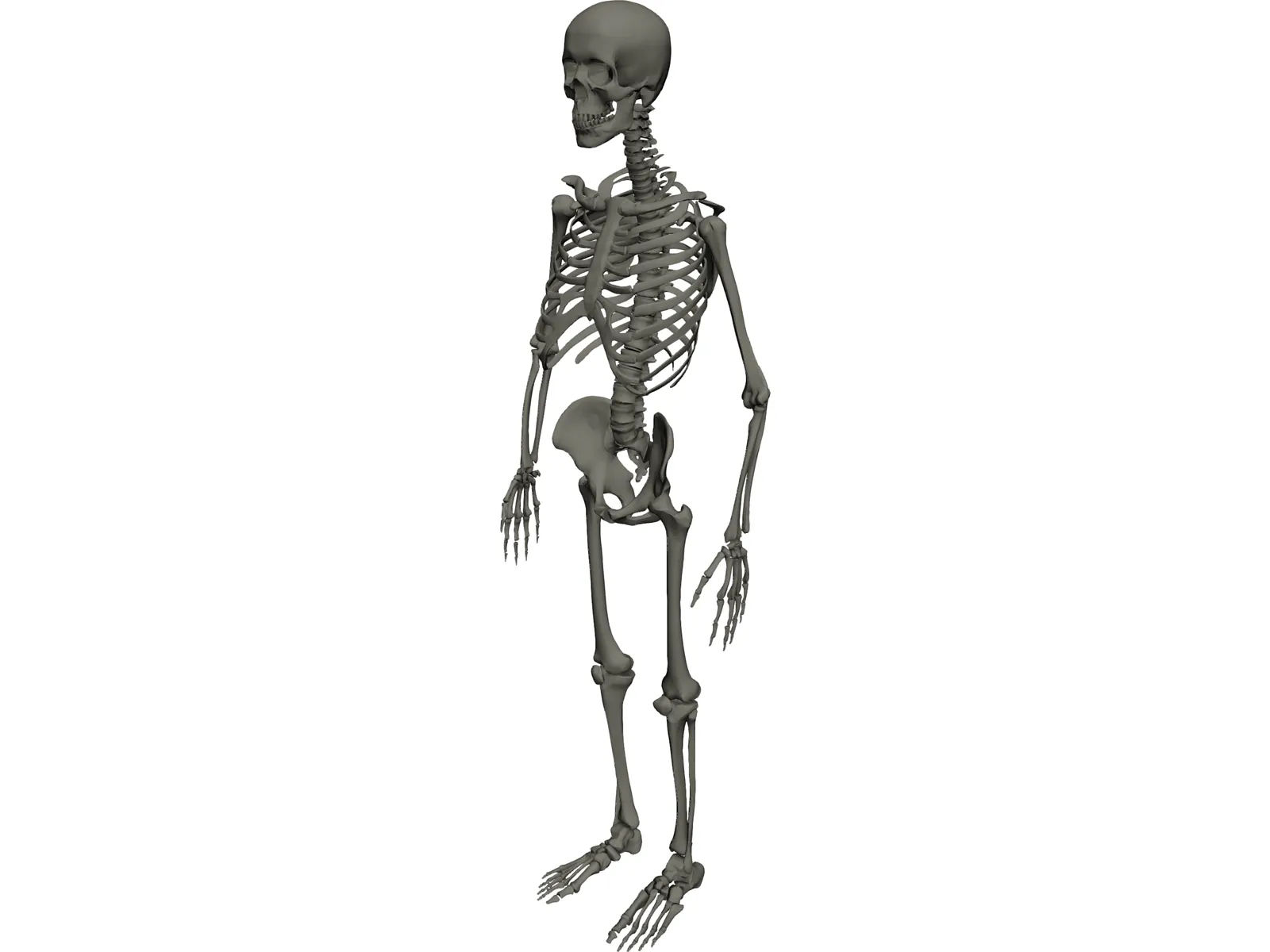 Skeleton Male 3D Model