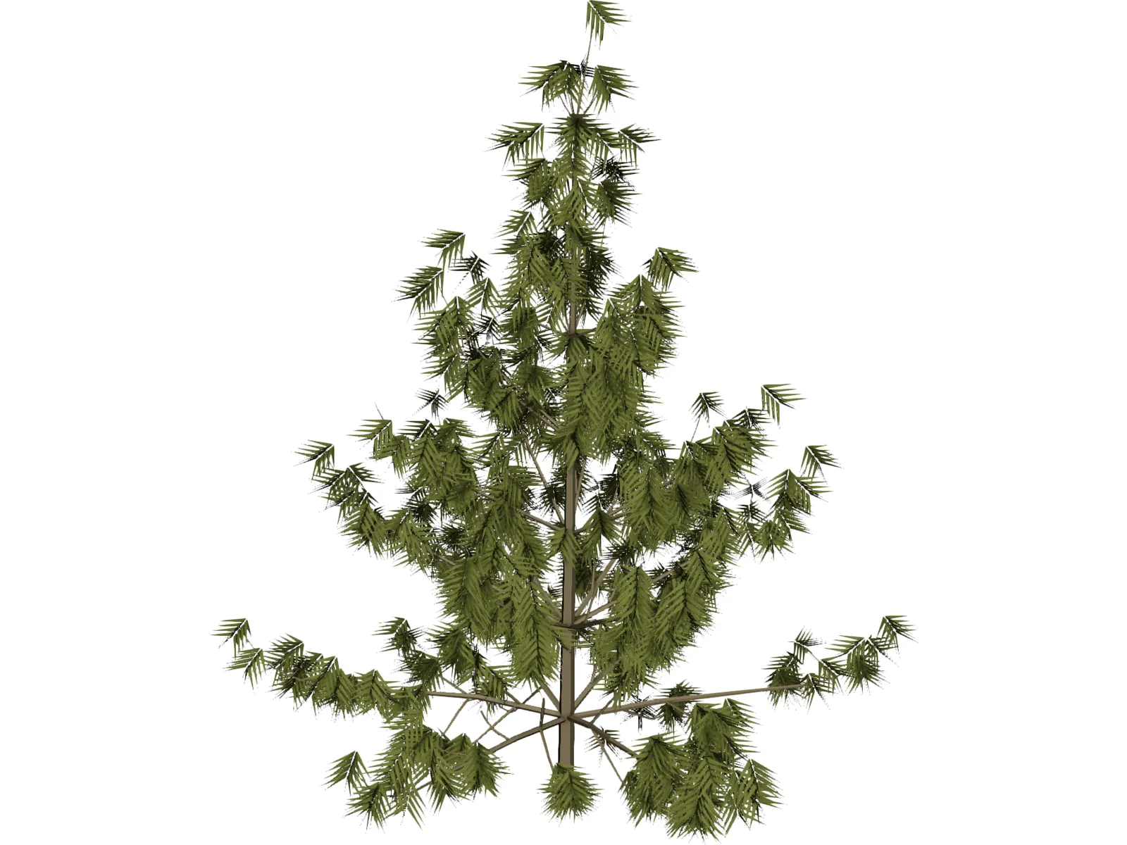 Bhutan Pine 3D Model