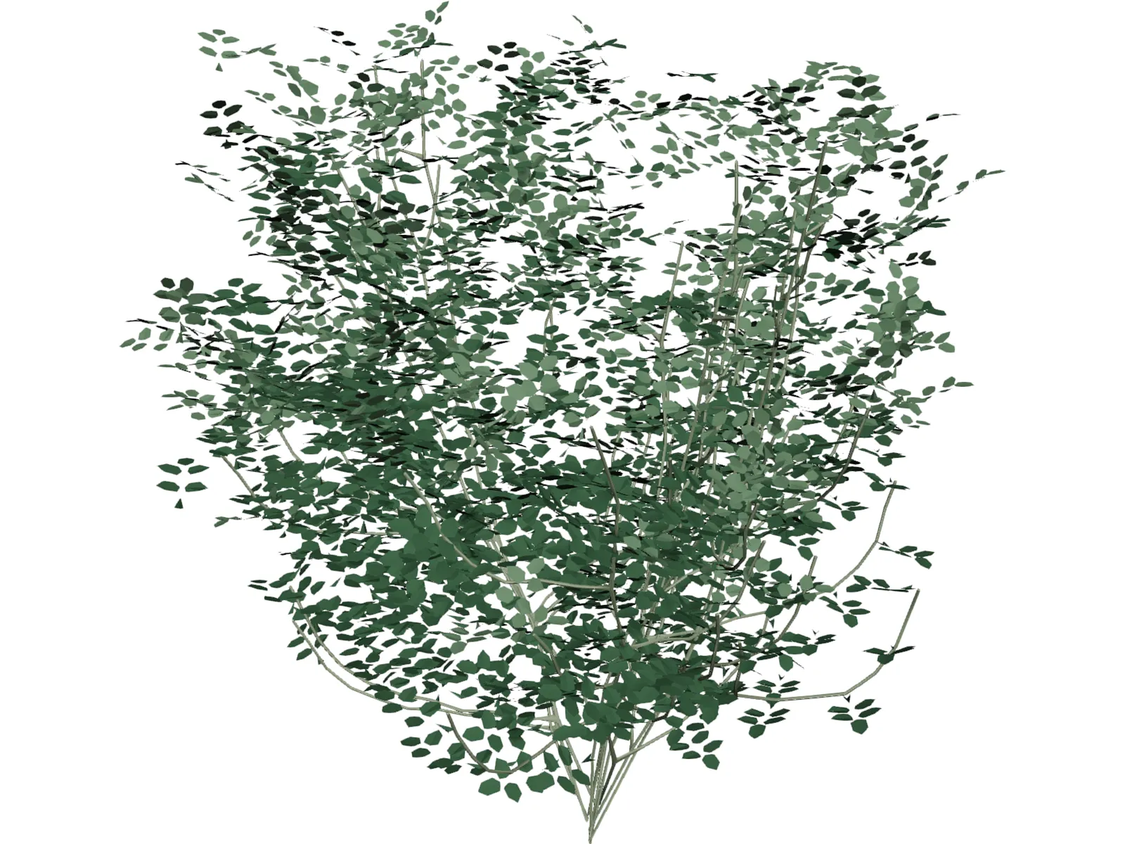 Laburnum Alpinum 3D Model