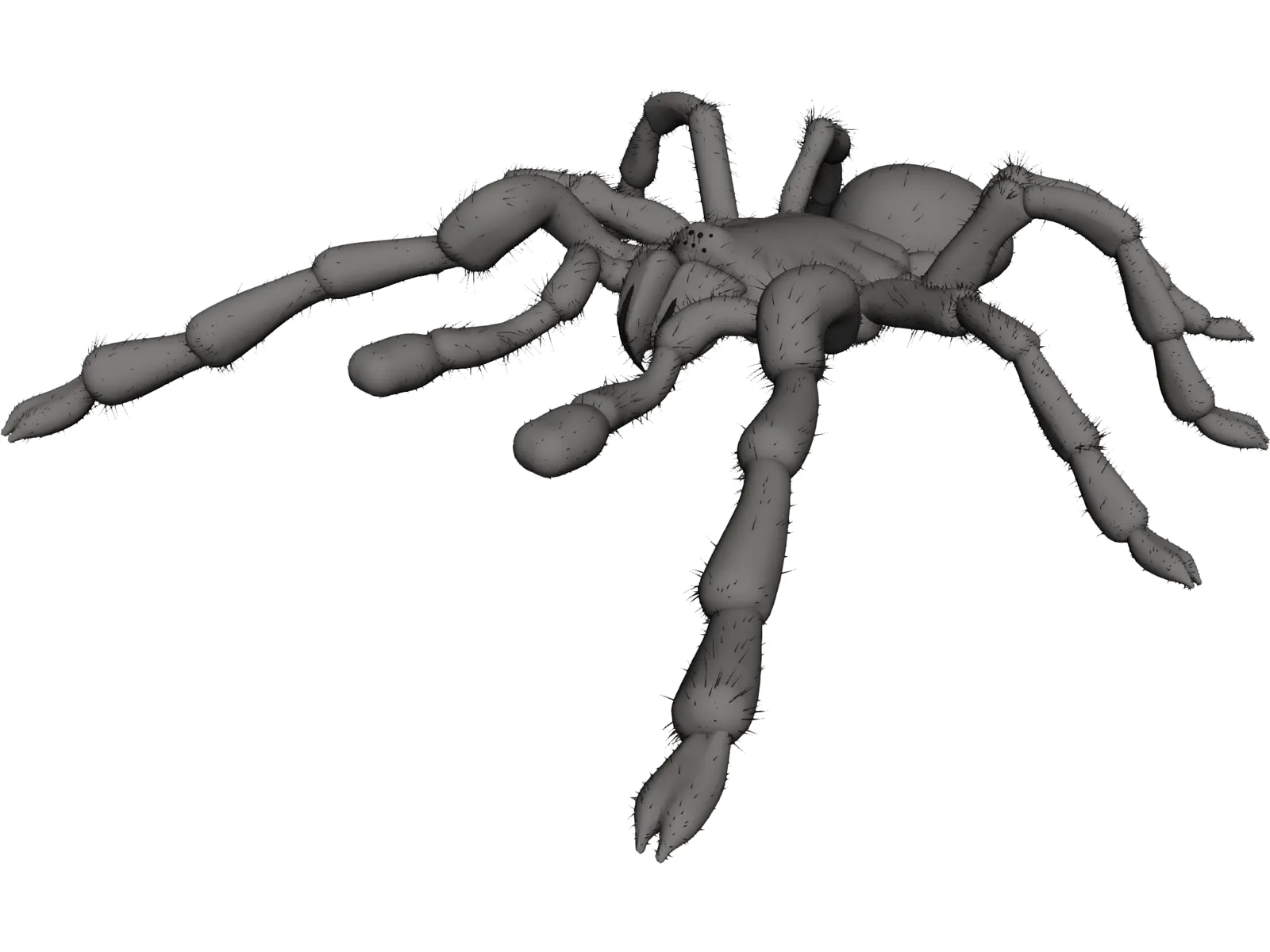 Tarantula 3D Model