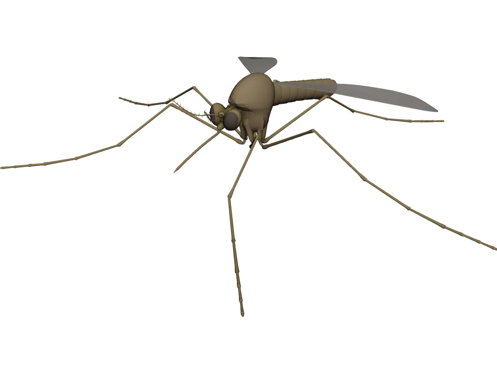 Mosquito 3D Model