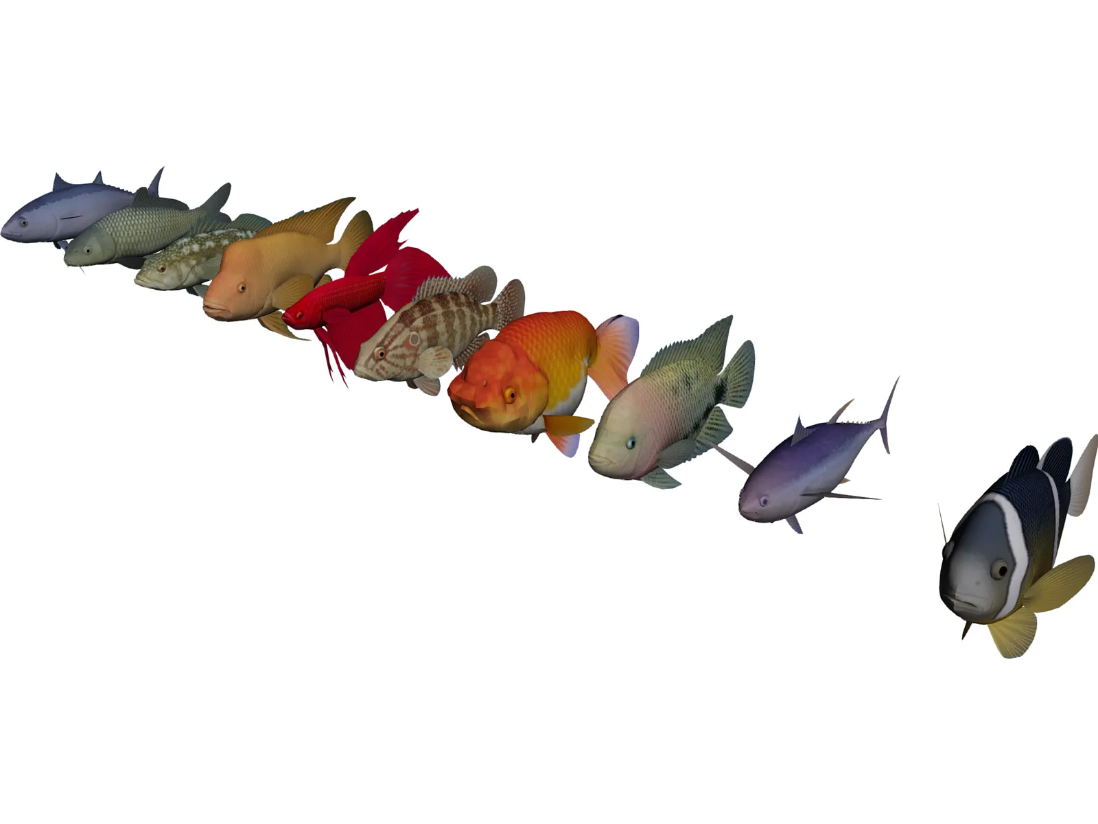 Fish Collection 3D Model