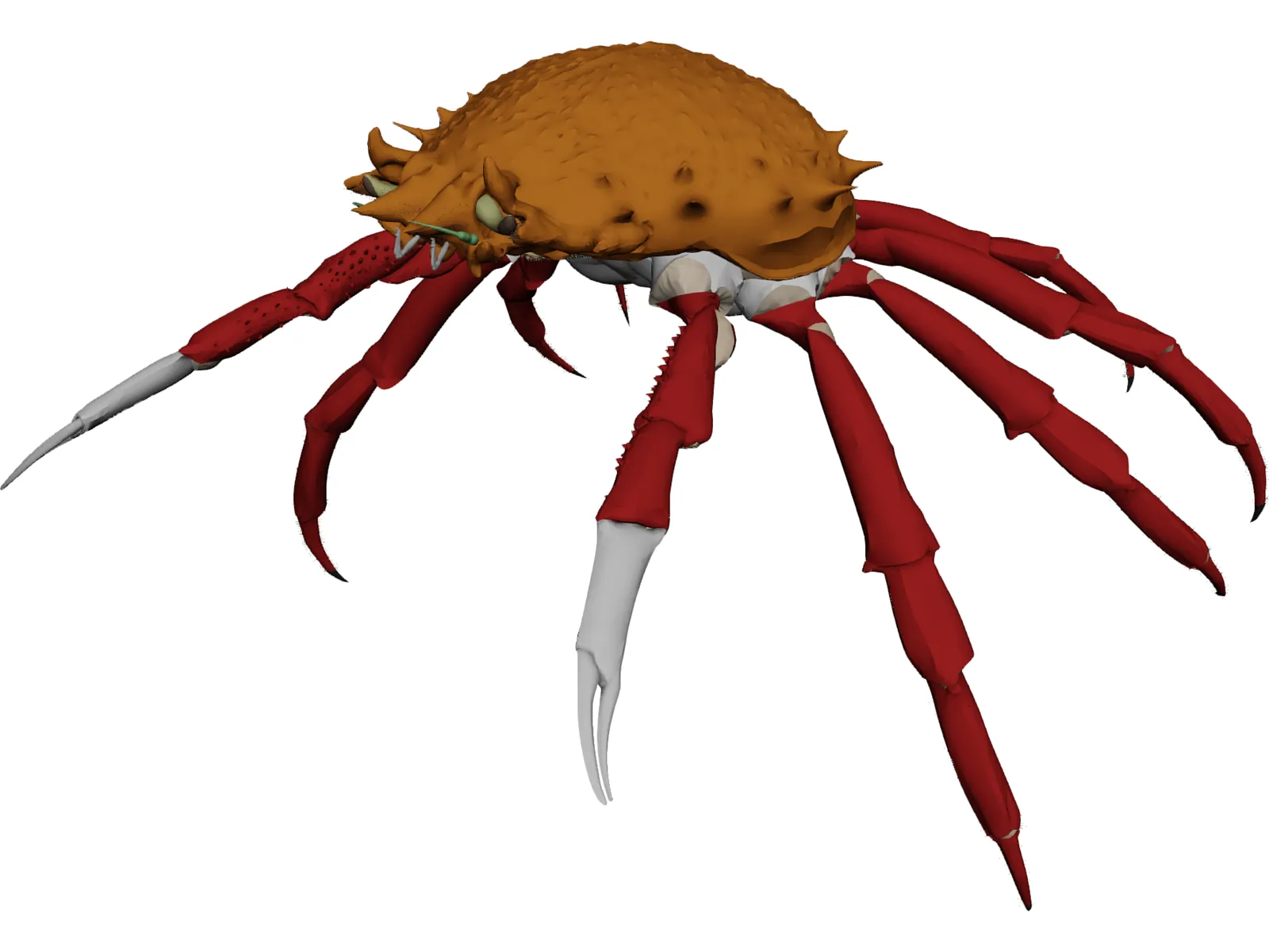 Crab (Maia Squinado) 3D Model