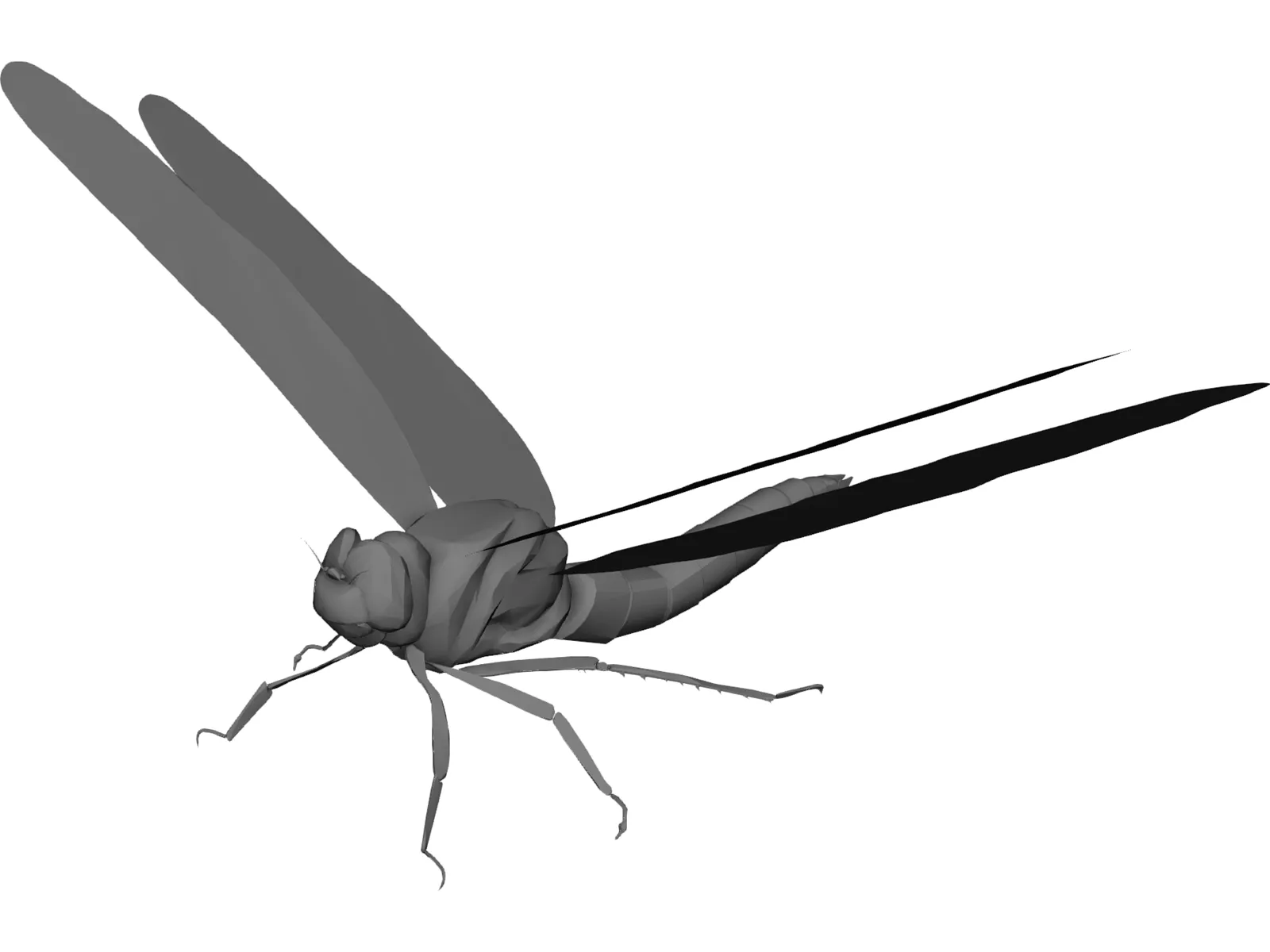 Dragon Fly 3D Model