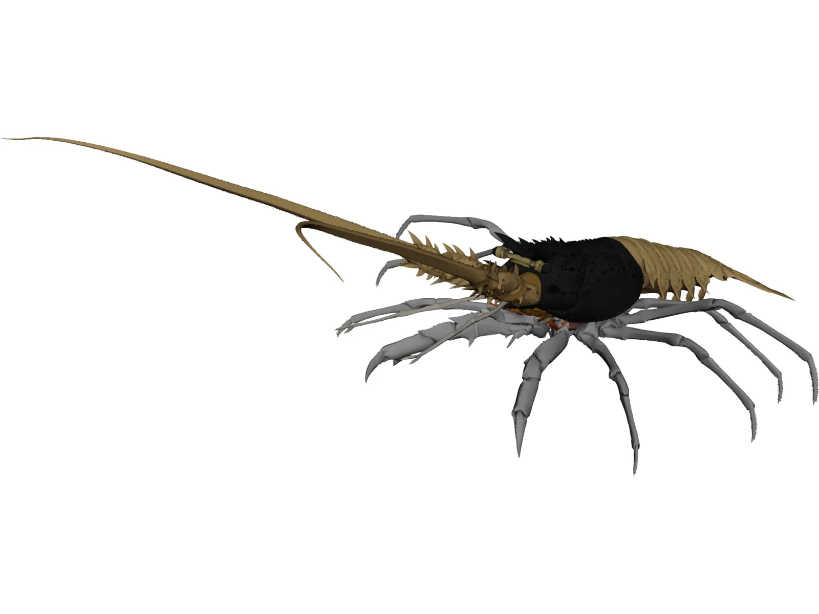 Lobster (Palinurus Elephas) 3D Model