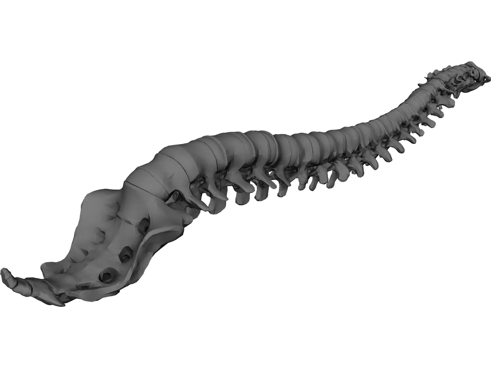 Vertebral Column and Spinal Cord 3D Model