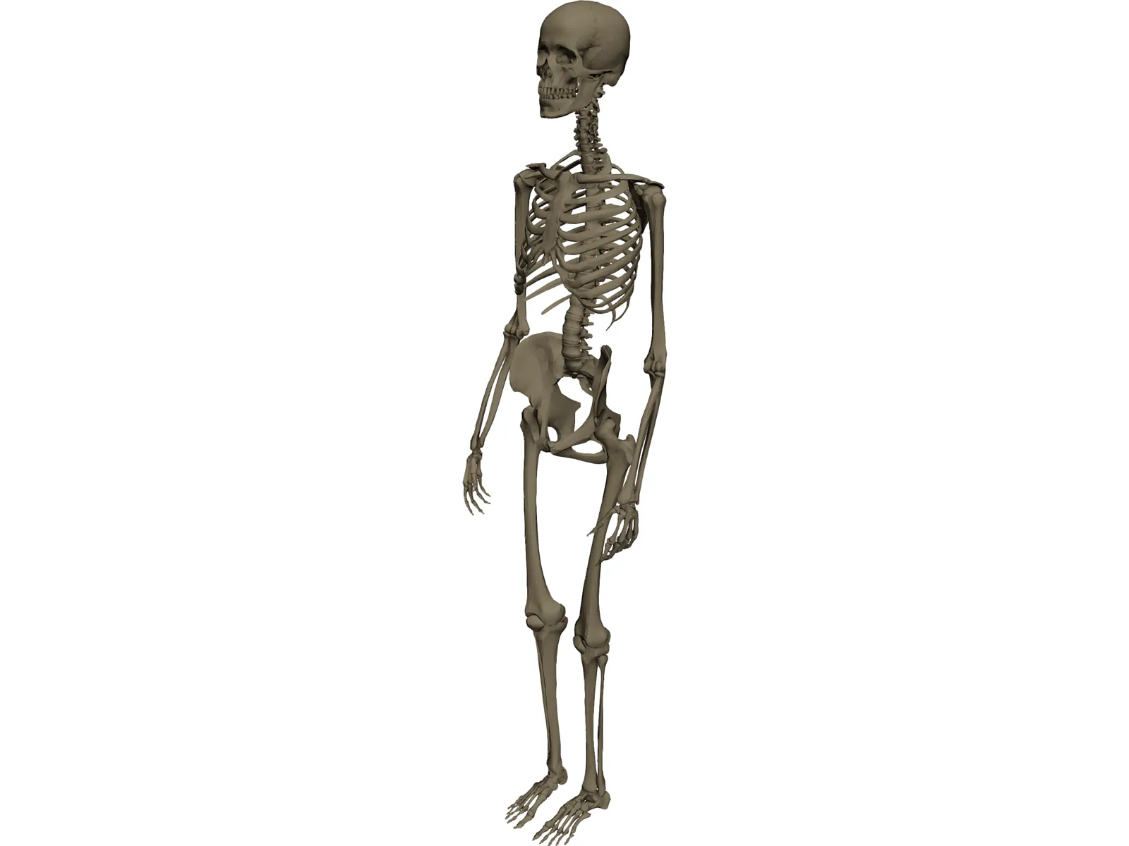 Skeleton Female 3D Model