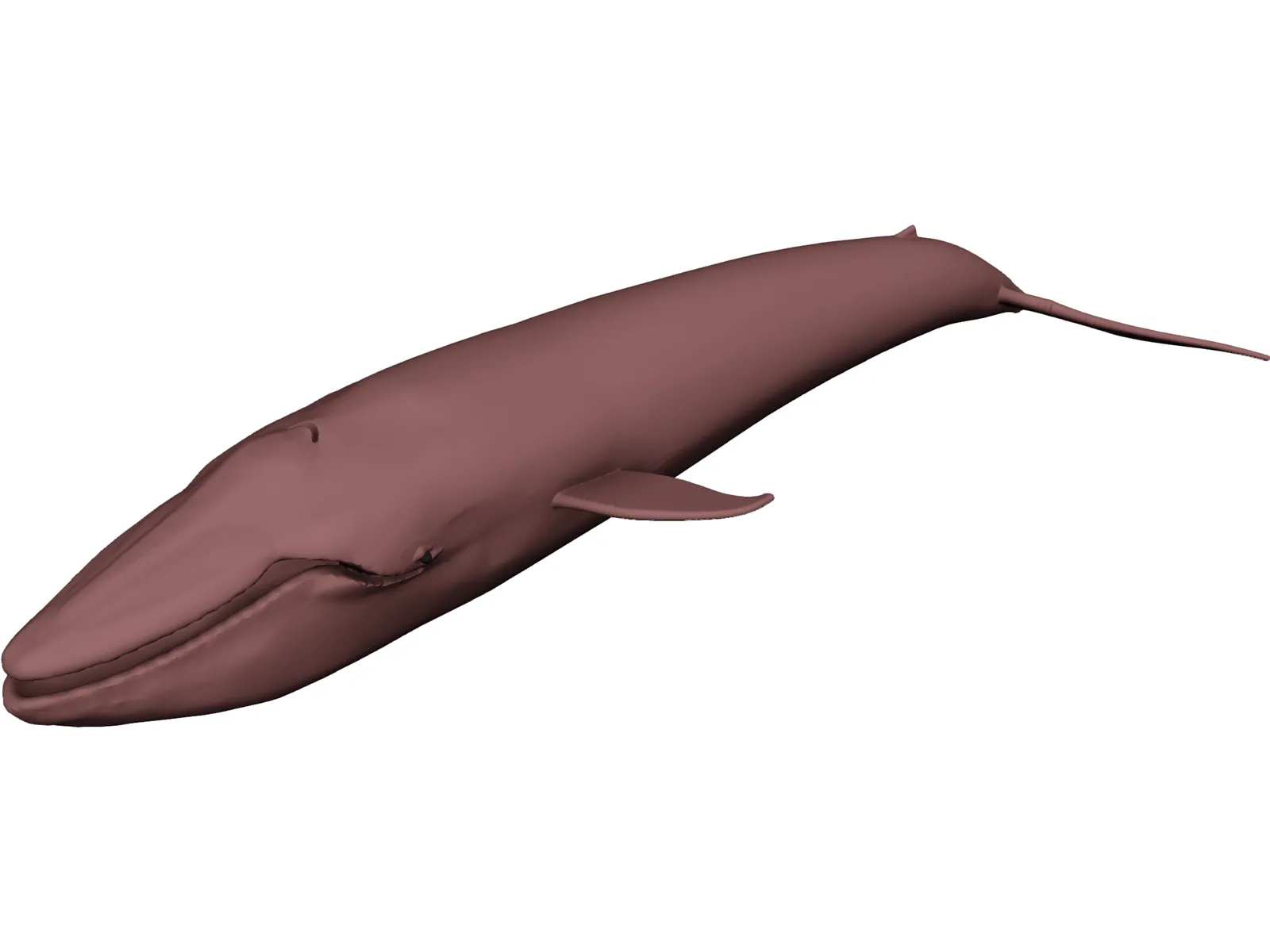 Whale Blue 3D Model