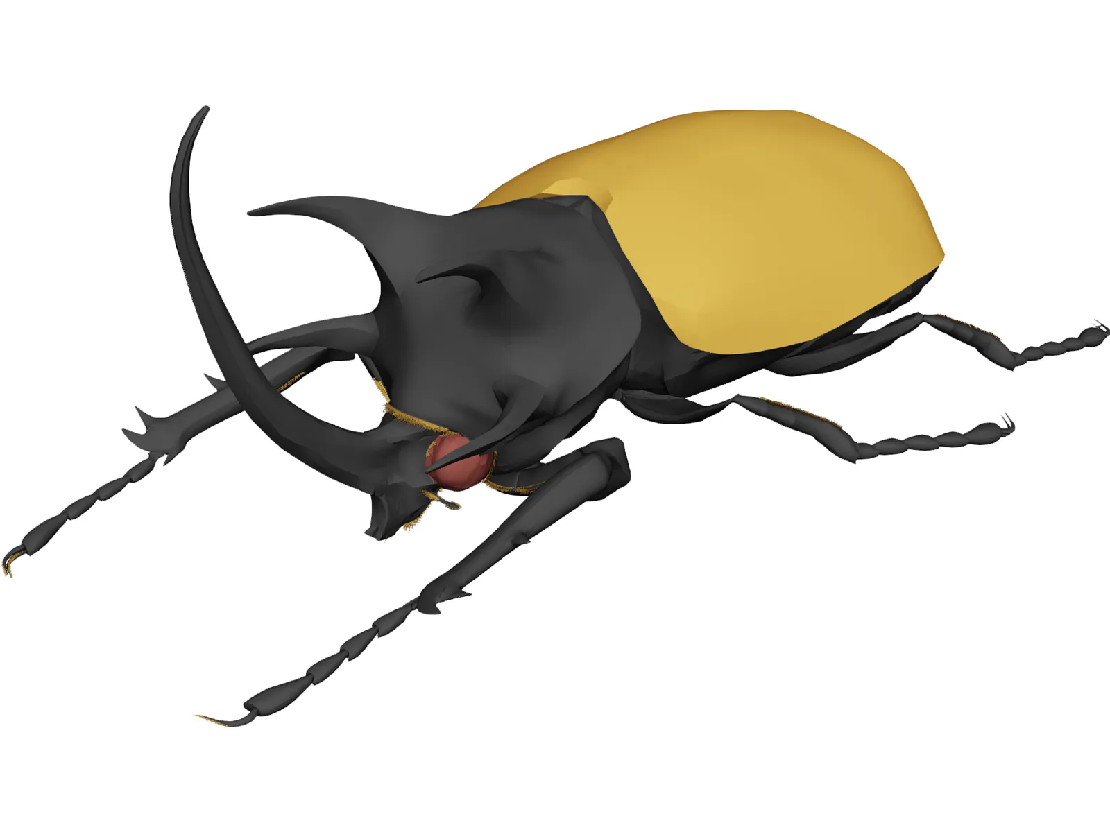 Eupatorus Gracilicornis 3D Model