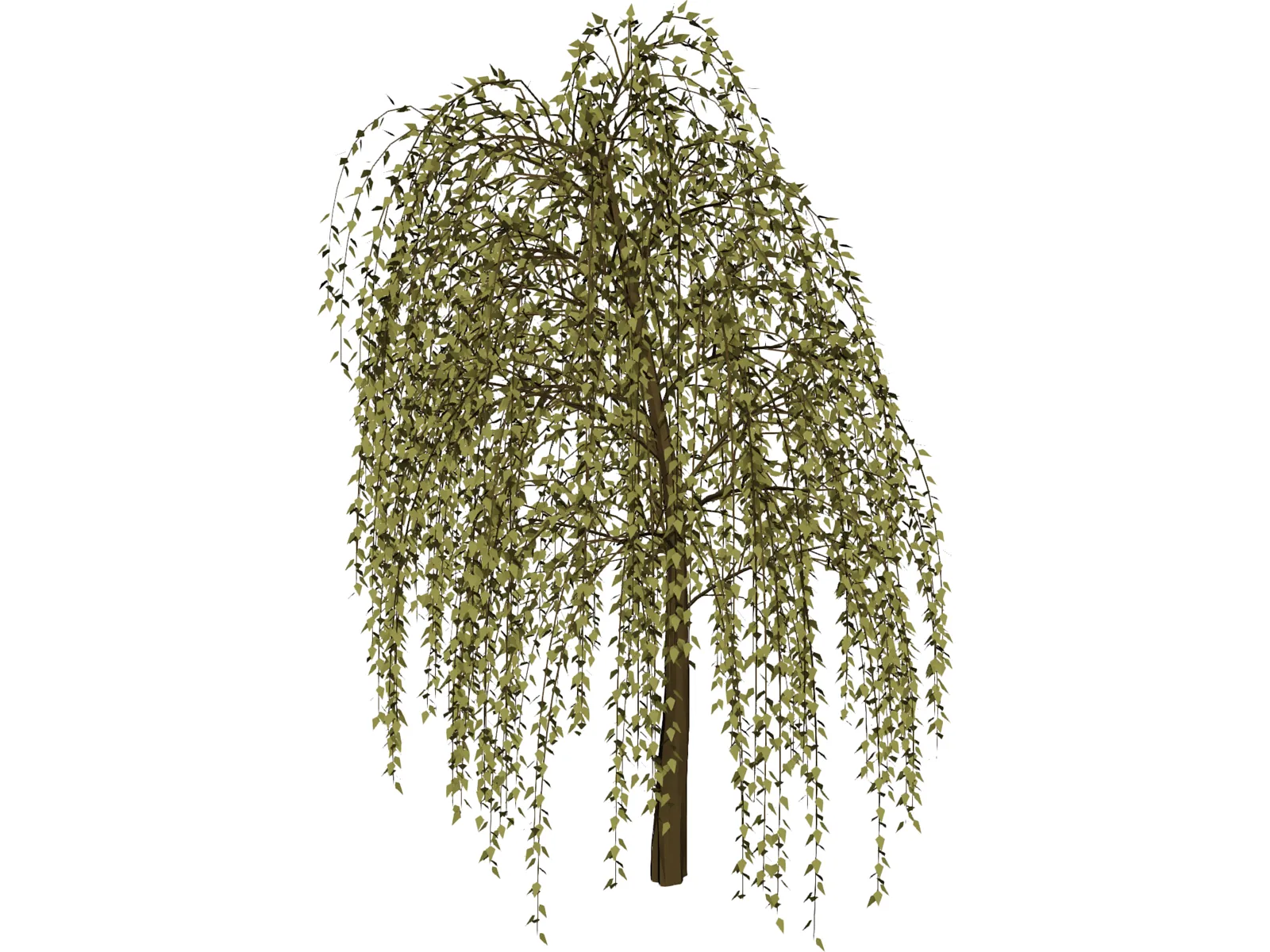 Willow Tree 3D Model