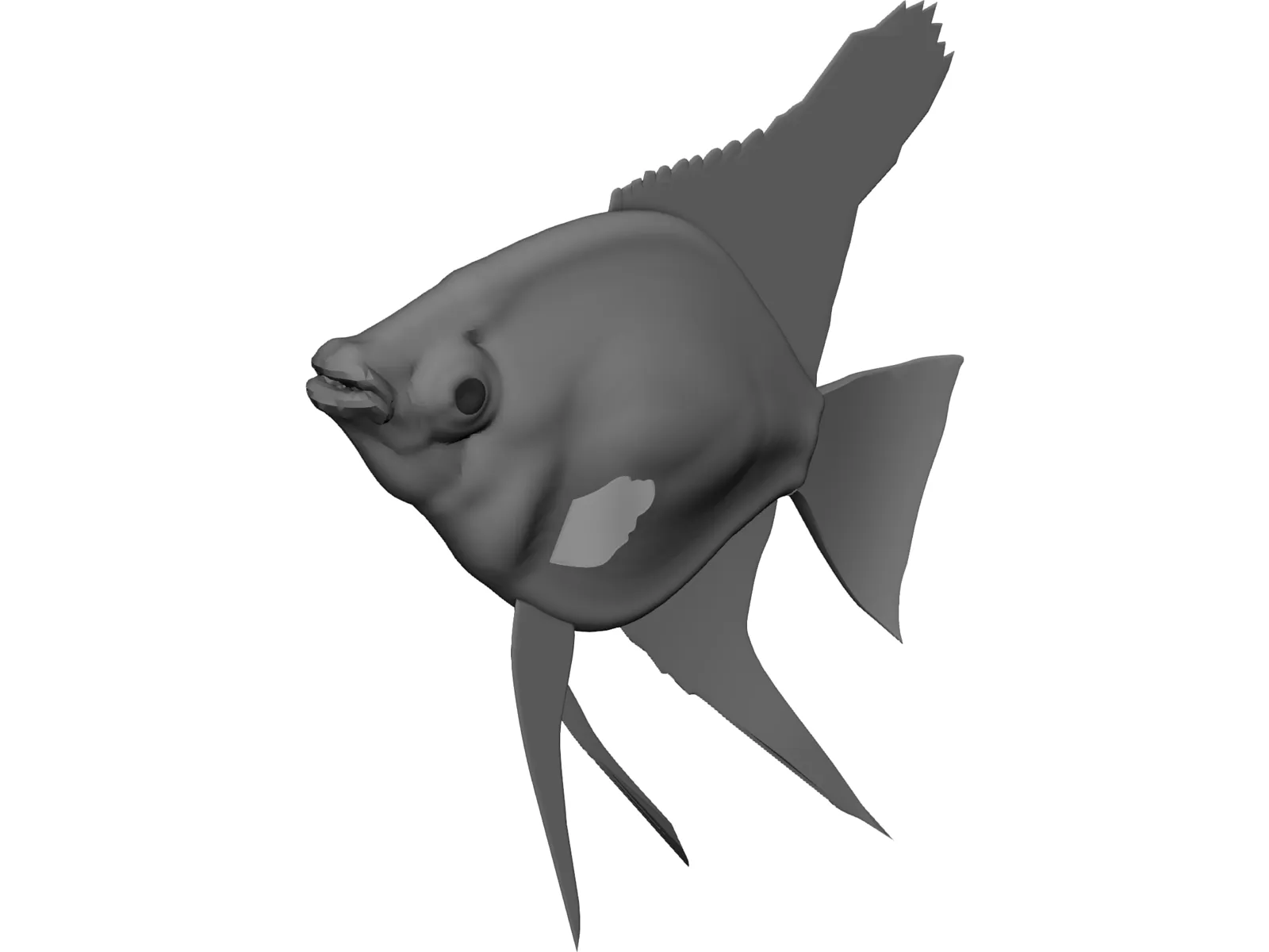 Pterophyum Scalare 3D Model