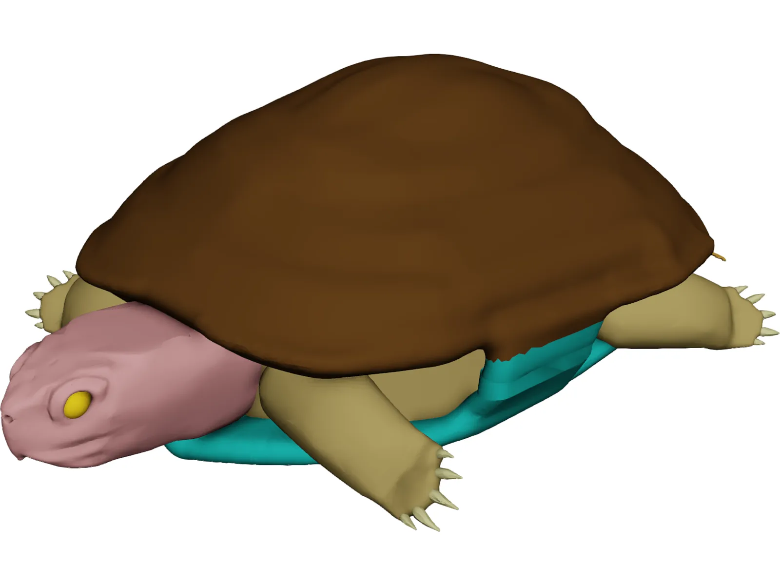 Turtle (Terrapene Ornata) 3D Model