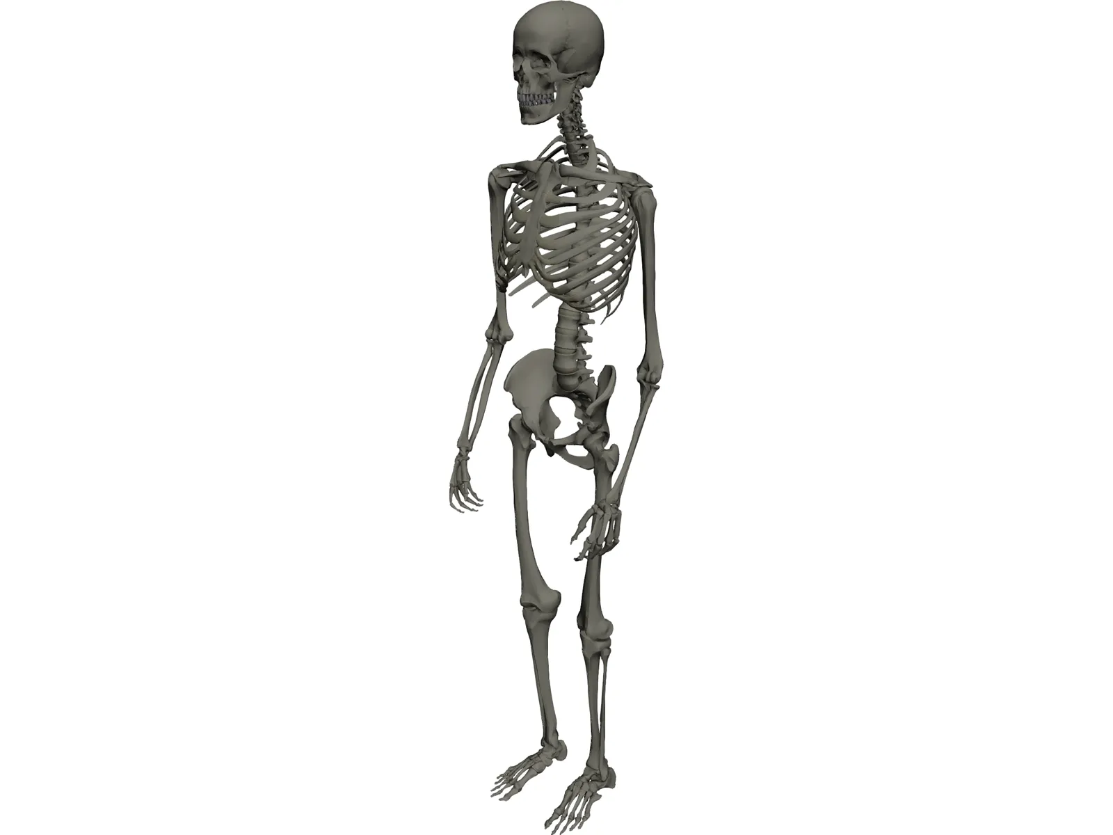Skeleton Male 3D Model