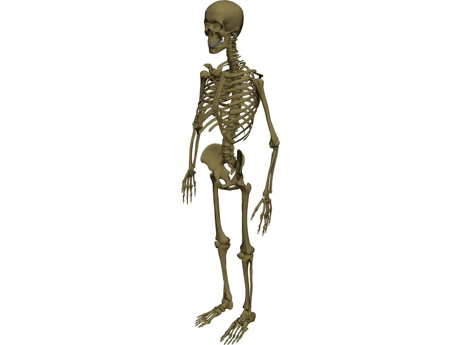 Skeleton Male 3D Model