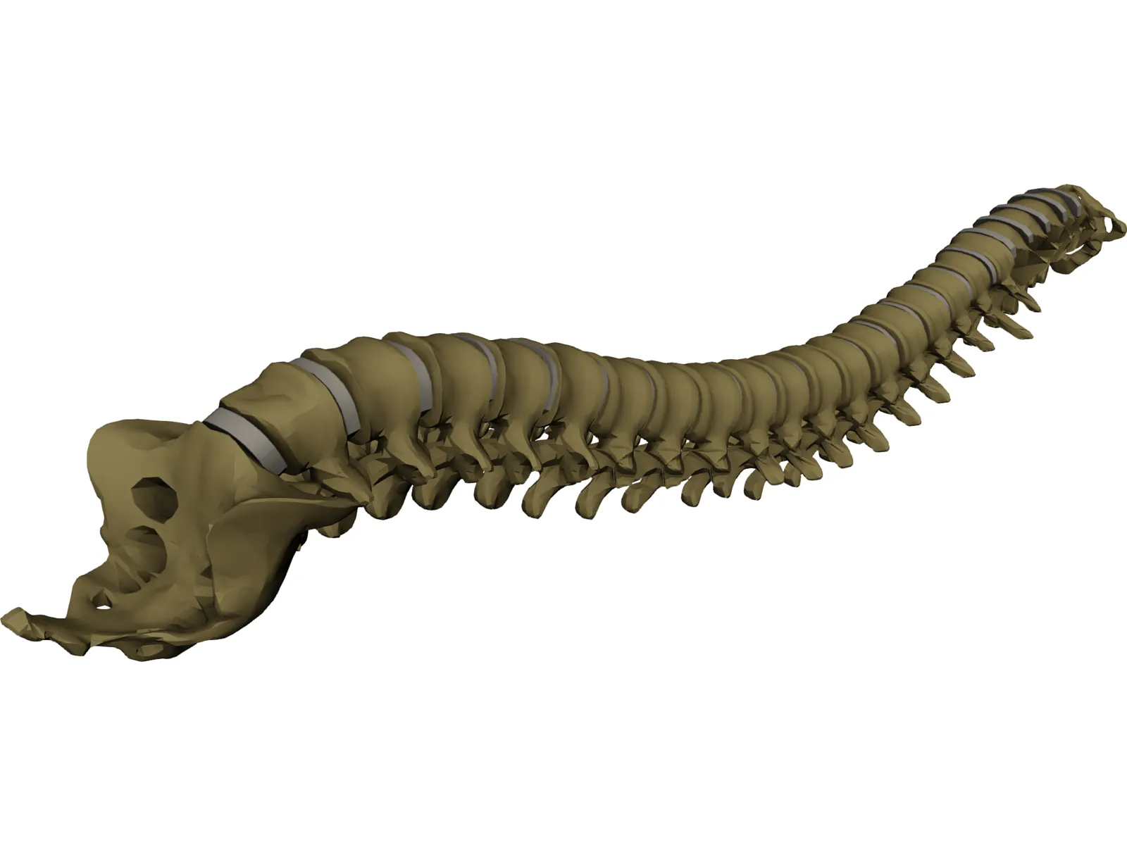 Vertebral Column 3D Model