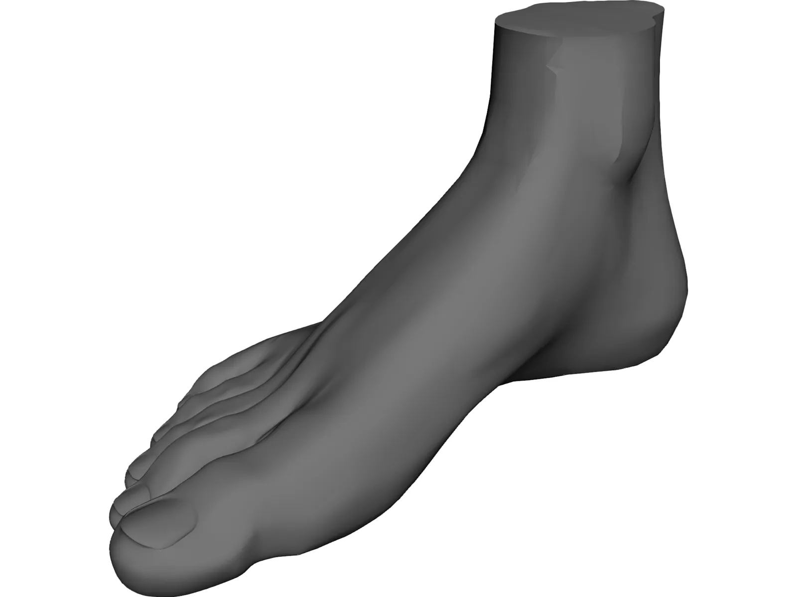 Foot 3D Model