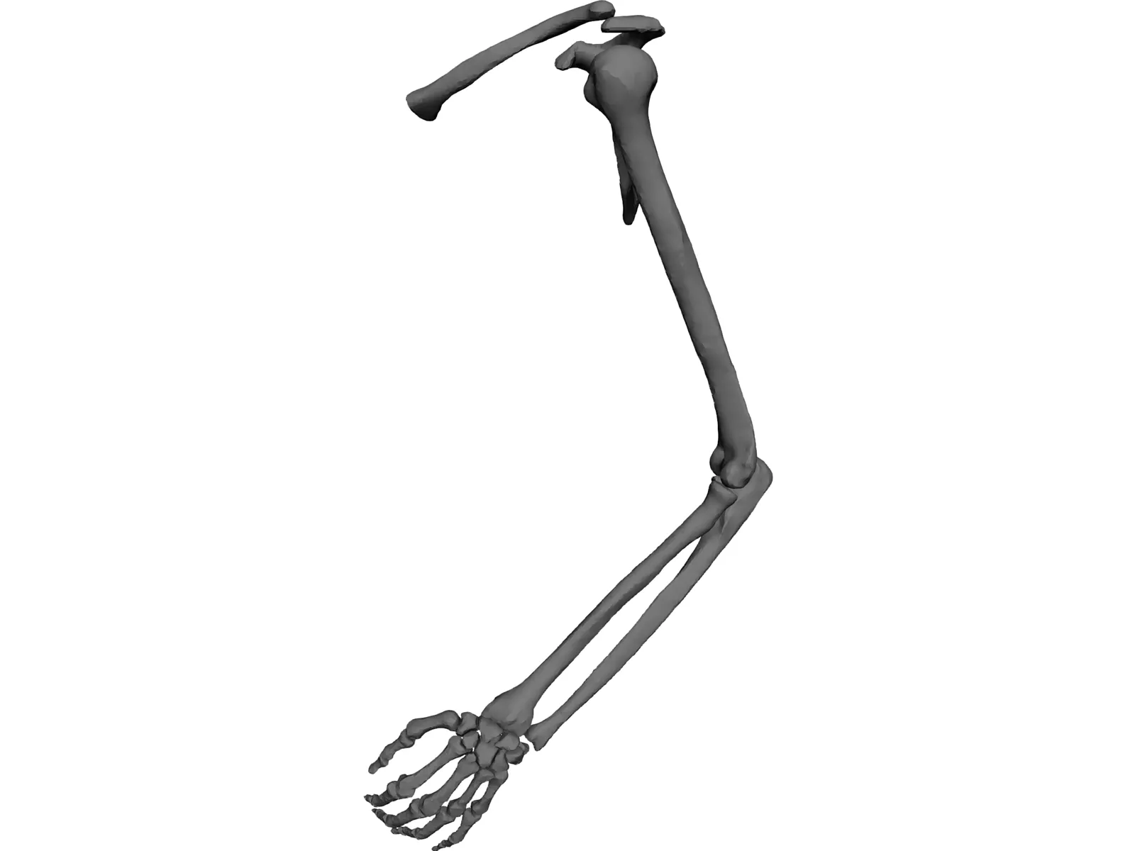 Arm Left 3D Model